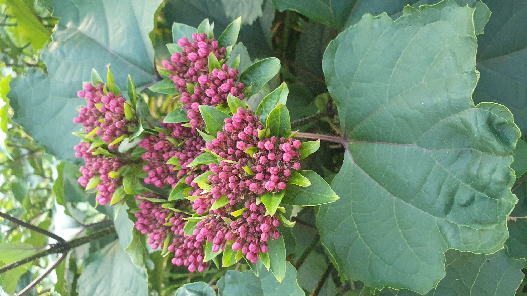 A cluster of bright pink flower buds, surrounded by large, green leaves, grows on a plant. The buds are tightly packed together, forming a rounded shape. They are a vibrant fuchsia color with tiny green sepals. The leaves are broad and veined, with a slightly crinkled texture. The background is softly blurred, suggesting the image was taken outdoors in a garden or natural setting. The lighting is natural, casting a soft glow on the flowers and leaves. This image does not depict any specific location within the city of Ust-Labinsk, Russia, nor does it contain any people or actions.