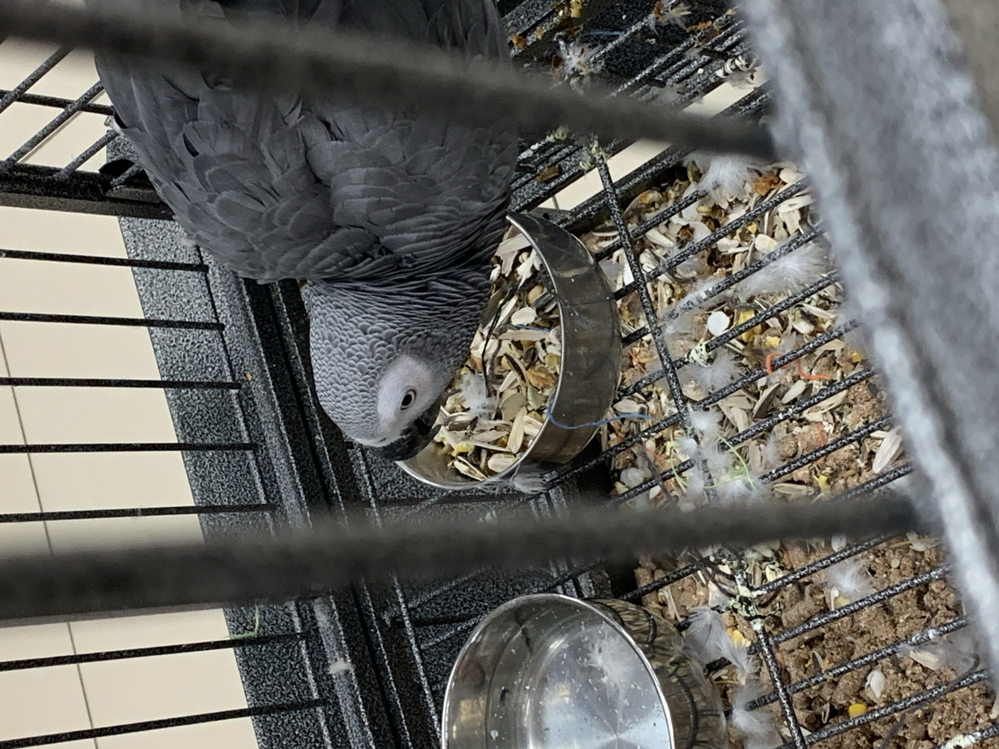 A gray parrot is shown inside a cage. The parrot is eating from a metal food bowl filled with seeds. A second empty metal bowl is below the first. The bottom of the cage contains debris including loose feathers, seeds, and husks. The cage bars are black. The location is likely Stavropol, Russia, based on the query context.
