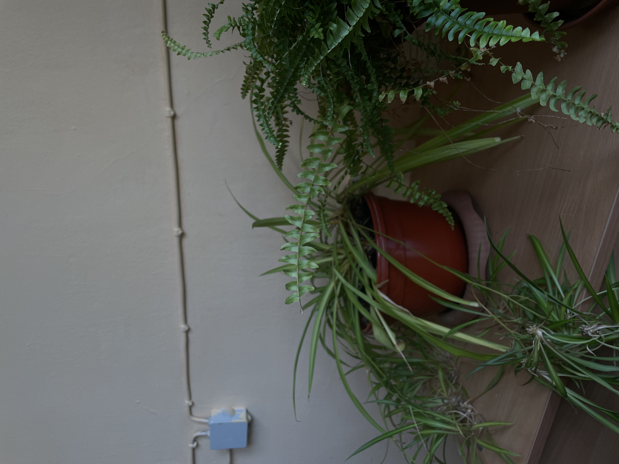 This close-up image captures a static indoor scene in Saint Petersburg, Russia, featuring a collection of potted houseplants. The composition shows a light-colored wall on the left and a wooden surface, likely a shelf or furniture, on the right.
Running vertically down the left side of the wall is a light-colored electrical conduit or cabling, secured by several small, rounded clips. Near the bottom left corner, a small, square, light blue electrical box or junction box is visible, connected to the conduit.
The plants are the main subject. In the upper right and center, a lush green fern with numerous delicate, ruffled fronds is prominently displayed, with some fronds trailing downwards. Below and to the right of the fern are one or more spider plants (Chlorophytum comosum). These plants exhibit long, arching, variegated green and white leaves. Several small "spiderettes" or plantlets are seen hanging from the main spider plant, some resting on the wooden surface below, indicating a mature and healthy plant. The plants are housed in simple brown pots, which are partially visible.
The lighting in the image is soft and even, suggesting ambient daylight or diffuse indoor lighting, creating a calm atmosphere. There are no people present, and no discernible text is visible anywhere in the frame. The scene conveys a sense of quiet domesticity with thriving greenery.