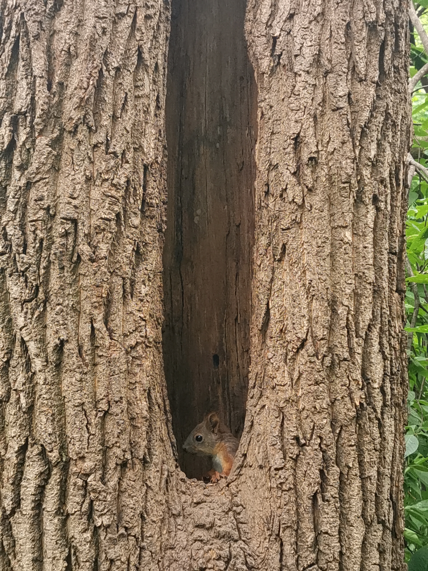 A squirrel is peering out from a vertical hollow in a large tree trunk. The bark is rough and textured. The tree is likely located in Moscow, Russia, as indicated in the prompt. The background is slightly out of focus with green foliage visible.