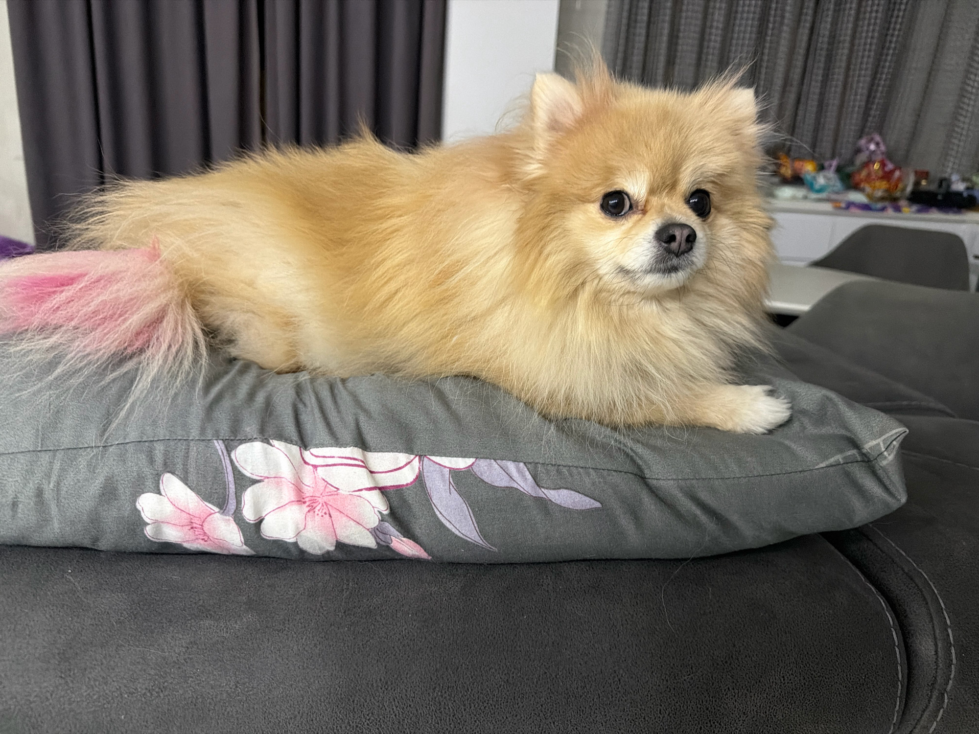 A fluffy Pomeranian dog with a pink-tipped tail rests on a grey pillow with a floral pattern. The dog is facing the camera, with its head slightly turned to the right. The background includes dark grey curtains and a shelf with various items. The scene appears to be indoors, likely a living room. The exact location in Tbilisi, Georgia cannot be determined from the image.