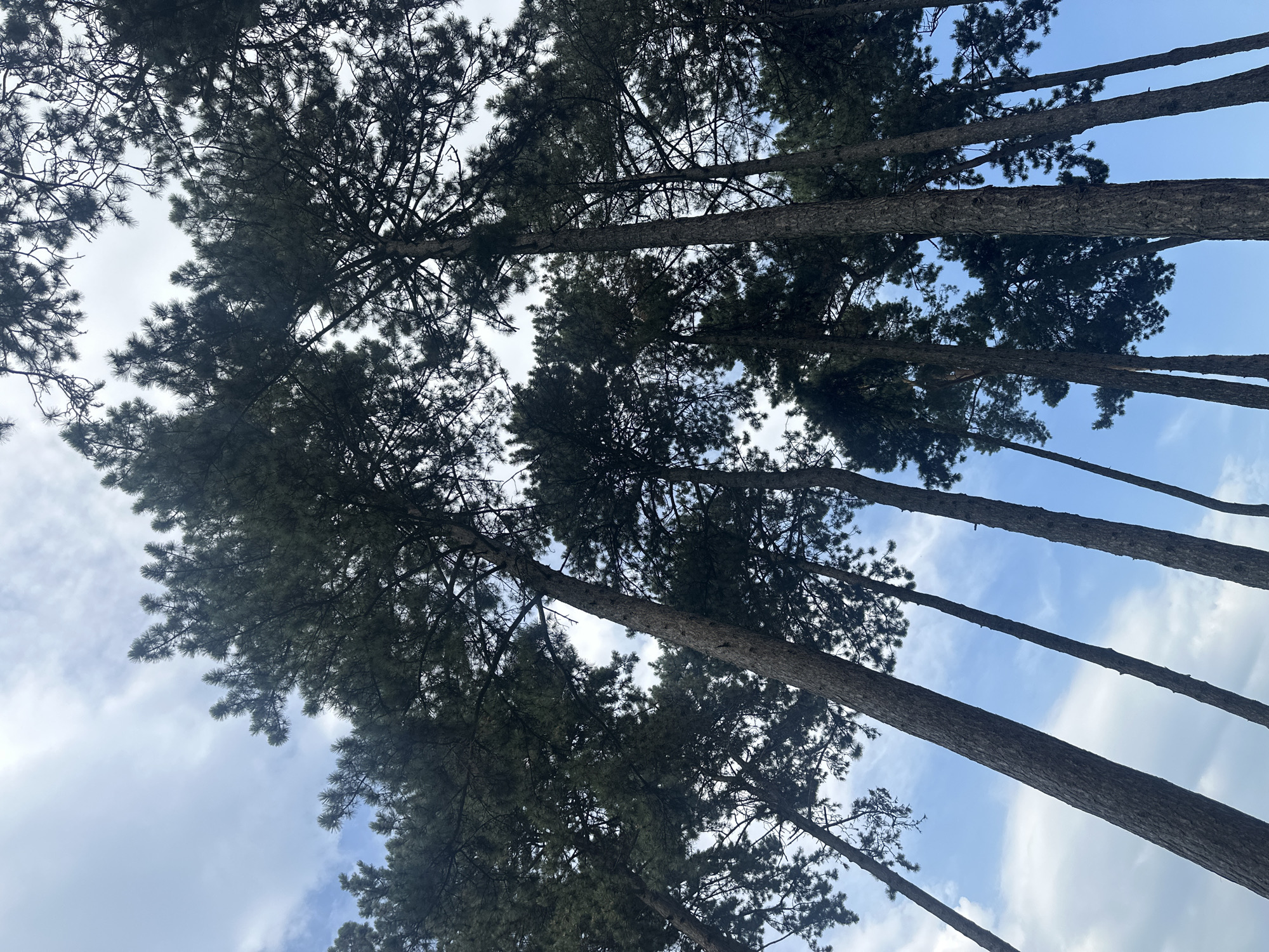 The image shows a view looking directly up at a dense canopy of tall pine trees against a partly cloudy blue sky. The trees are silhouetted against the sky, with their dark green needles and rough bark clearly visible. Some of the tree trunks are thick and appear aged, while others are thinner and more slender. The branches spread out and interlace, creating a natural ceiling. Sunlight filters through the gaps in the foliage, creating a dappled effect. The scene suggests an outdoor environment, likely a forest or park. The location is identified as Khmilnyk, Ukraine.