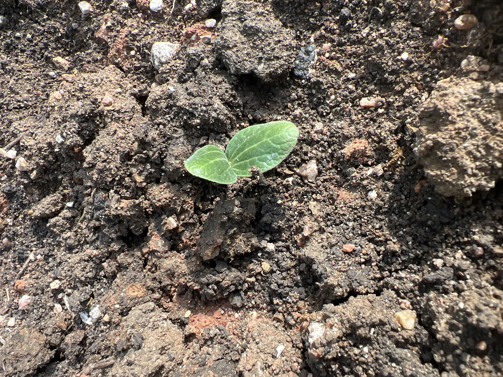 The scene depicts a solitary plant seedling emerging from dark, aggregated soil, presumably within the city of Medkovets, Bulgaria. The seedling, centrally located, exhibits two ovate, light green cotyledon leaves with visible venation and a slightly textured, possibly hairy surface. The leaves are intact, with no apparent damage, and are oriented upwards. The surrounding environment consists of heterogeneous dark brown to black soil, characterized by various sizes of clods and fine granular material. Interspersed within the soil are numerous small, irregularly shaped pebbles and fragments of lighter-colored minerals, some with a reddish-brown hue. The soil surface is uneven, displaying natural depressions and elevations. There are no individuals, other organisms, man-made objects, or specific actions visible within the frame. The lighting suggests direct, overhead illumination, casting subtle shadows to the lower right of the soil aggregates.