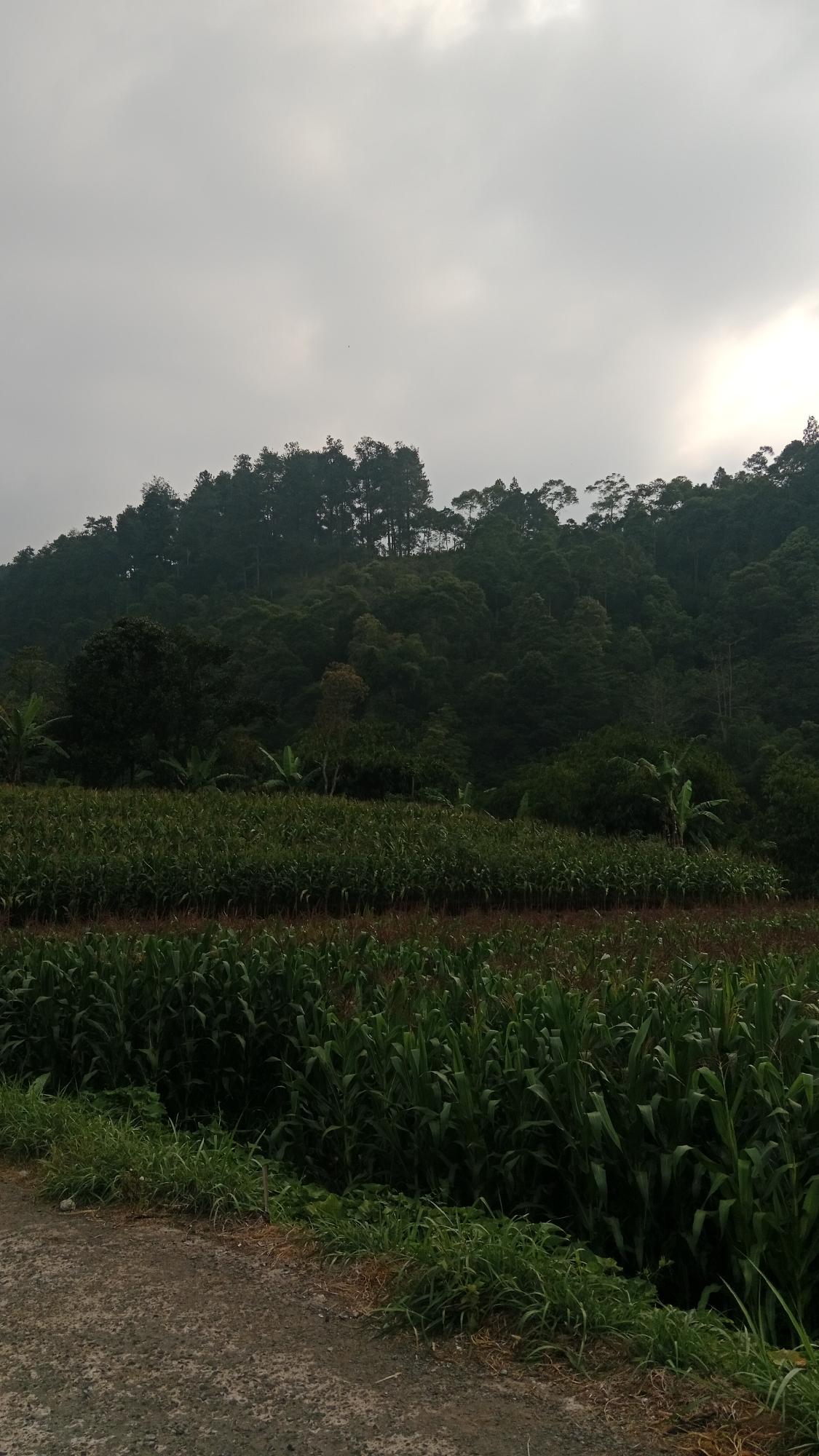 The image depicts a rural landscape in Gunungsari, Indonesia, characterized by lush agricultural fields and a forested hillside under an overcast sky. In the foreground, a gravel road runs along the edge of a vibrant green cornfield. The corn stalks are tall and dense, indicating a mature crop. Beyond the cornfield, a mix of trees and other vegetation forms a verdant middle ground, with banana trees visible among them. The background is dominated by a steep, densely forested hill, its dark green canopy stretching towards the sky. The sky itself is a uniform grey, with a faint brightness suggesting diffused sunlight filtering through the clouds. The overall impression is one of natural beauty and agricultural productivity in a tropical setting.