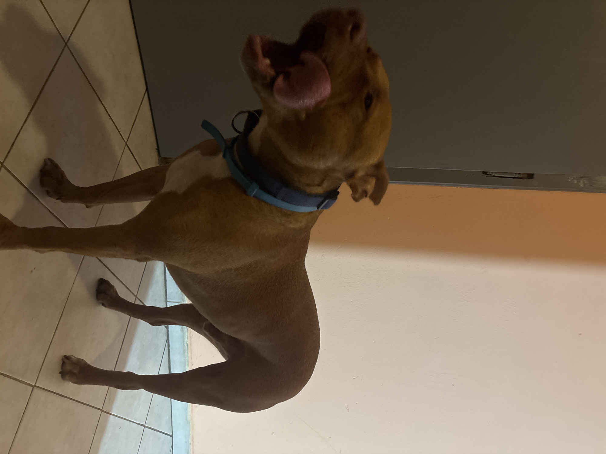 An indoor scene depicts a short-haired, fawn-colored Pit Bull-type dog in a standing position, caught mid-lick with its pink tongue extended upwards and its mouth wide open. The dog wears a blue collar with an attached D-ring. Its chest shows a faint white marking. To the dog's left is a dark grey, likely painted, door or wall panel, exhibiting minor surface wear on its right edge. To the dog's right and extending behind it is a light off-white or pale beige wall, which meets a darker, orange-toned wall segment on the far right. The floor consists of light-colored square tiles with visible grout lines. The lighting is uneven, casting shadows, and the scene contains no discernible elements to determine a specific geographic location, including the city of Sofia, Bulgaria. No people are present.