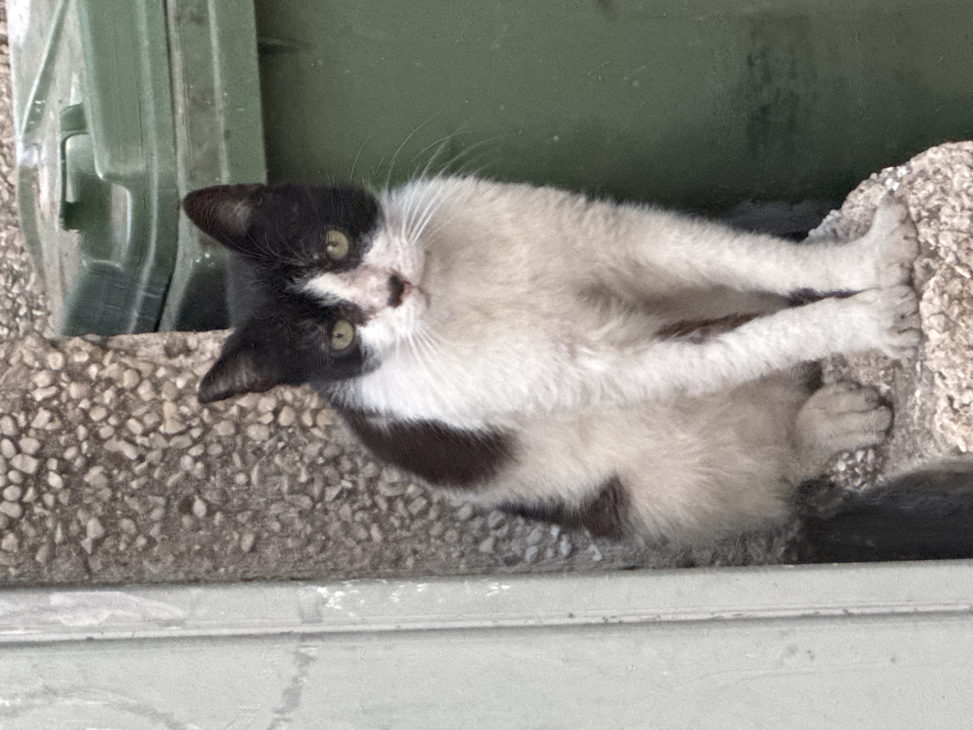 A black and white cat is sitting on a rough textured surface next to a wall with a green trash bin in the background. The cat is facing the camera with its paws in front of it. The cat has yellow eyes and white whiskers. The environment appears to be outdoors, likely in an alley or a less maintained area of a city. The image was taken in Tel Aviv, Israel.