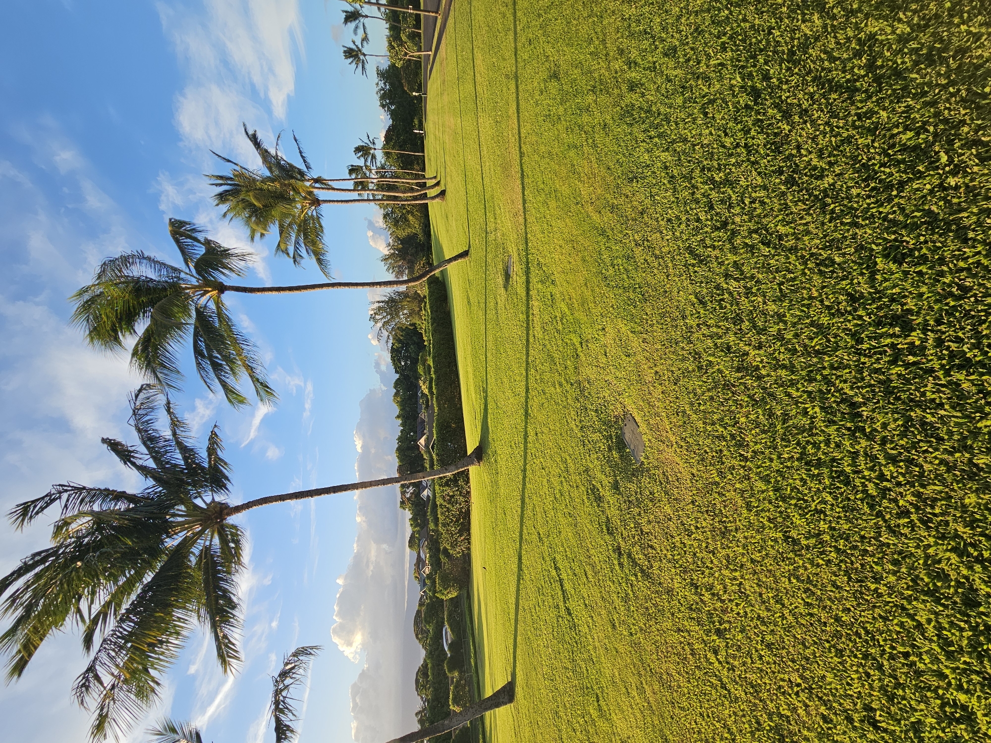 In Napili, Hawaii, USA, a well-maintained grassy expanse is illuminated by the warm glow of late afternoon sun. A line of palm trees stands tall against a vibrant blue sky dotted with wispy clouds. In the distance, a verdant landscape is dotted with houses. A paved path runs along the right side of the image, bordered by the lush green grass. The scene is peaceful and serene, with no people or animals visible.