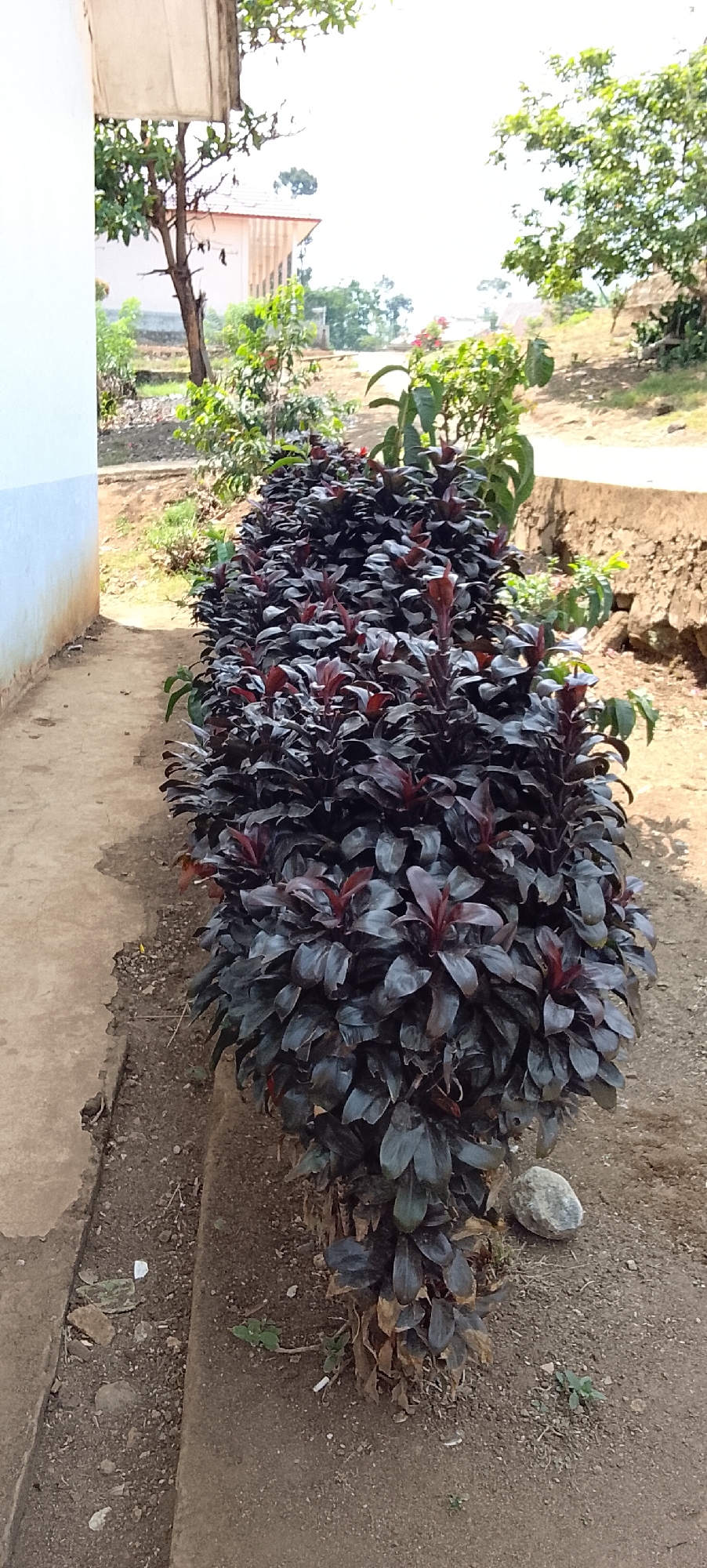 The image captures a row of dark-leaved plants, likely a type of Cordyline, planted along a concrete pathway. The plants are densely packed, with a reddish hue visible on the new growth. To the left of the pathway is a white building wall, showing some signs of age. In the background, a building with a reddish roof and a tree are visible, set against a backdrop of green foliage and a bright sky. The ground around the plants is composed of soil and small stones. A single grey rock rests near the base of the plants on the right side of the image. The scene appears to be outdoors, potentially in a public space or a garden area. There are no people visible in the image.
