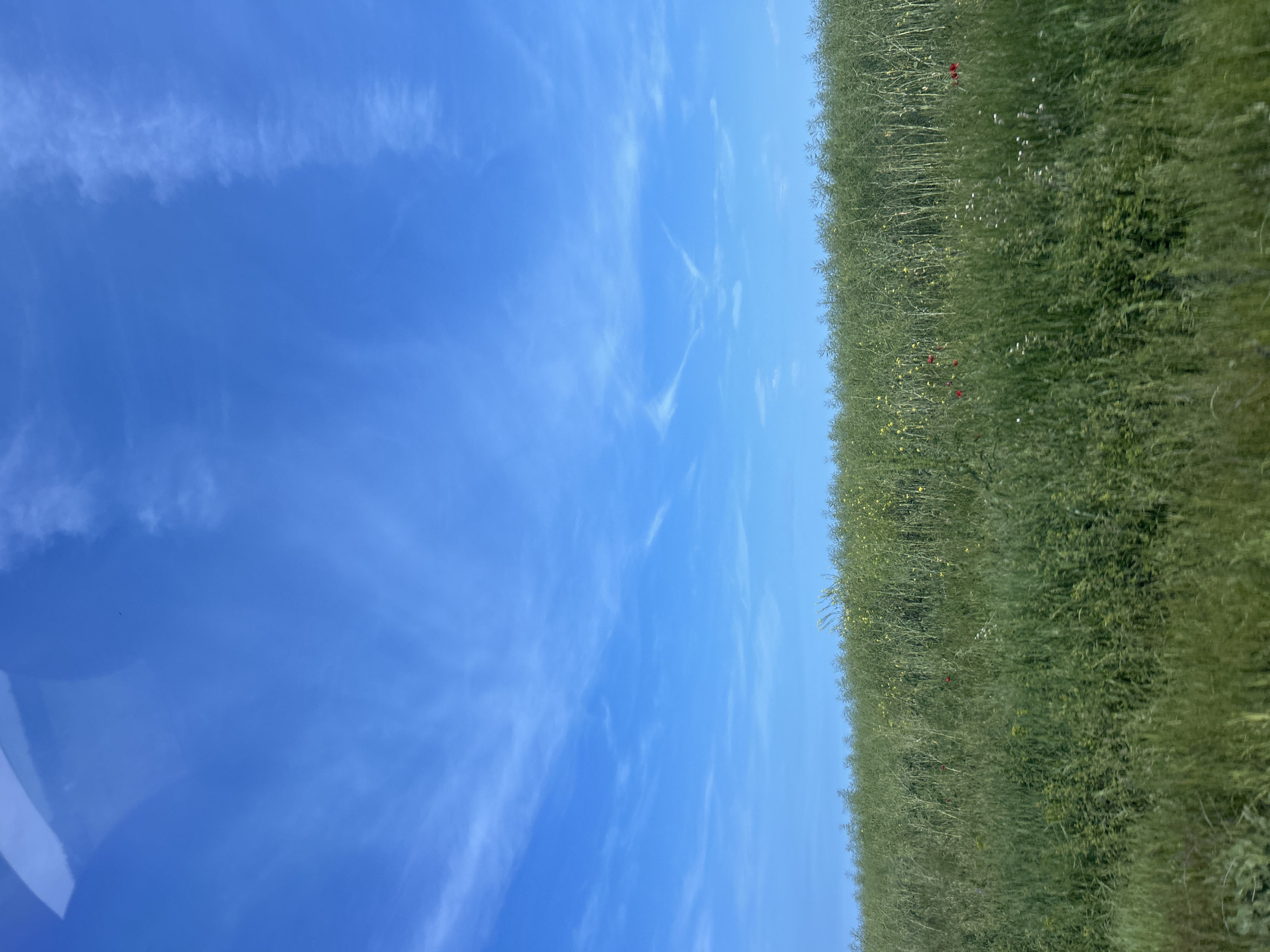 A vibrant outdoor landscape captured in Kichevo, Bulgaria, presents a clear blue sky above a lush green field. The image is oriented vertically, showing the horizon line running down the right side, separating the sky from the terrestrial view.
The sky occupies approximately two-thirds of the frame, displaying a brilliant, uniform blue color, characteristic of a bright, sunny day. Scattered across the blue expanse are wispy, delicate white clouds, likely cirrus or cirrocumulus, stretching thinly across the upper atmosphere. These clouds add texture and movement to the otherwise expansive blue.
The remaining third of the image is dominated by a dense field of tall, verdant plants. The field appears to be an agricultural crop or wild meadow, characterized by a rich tapestry of green foliage. Interspersed within the green, several small red flowers, strongly resembling poppies, are visible, adding splashes of vibrant color. Additionally, smaller yellow and white blossoms can be seen amidst the greenery, suggesting a diverse flora within the field. The plants are tall and dense, creating a sense of depth and abundance.
There are no people or man-made objects visible in the scene. No specific activity or event is taking place; the image is a static portrayal of a natural environment. The bright lighting and clear sky suggest it is daytime, likely mid-morning or early afternoon, with calm and pleasant weather conditions. No discernible text is present in the image.