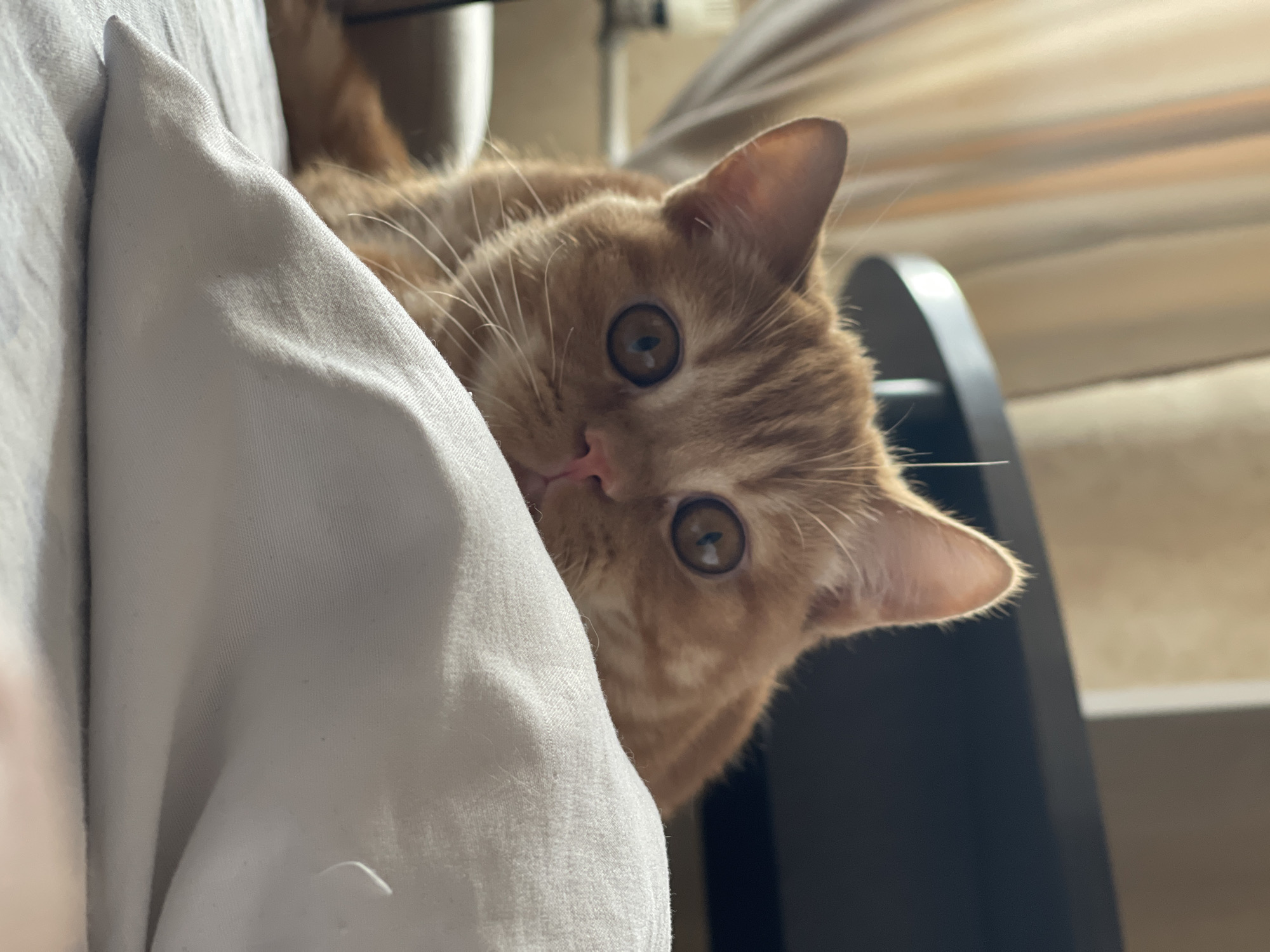A close-up, eye-level shot shows the face of an orange tabby cat resting on a white pillow. The cat's head is tilted, and its large, round, light brown eyes are looking directly at the camera. The cat's ears are pointed upwards, and its nose is a light pink color. A thin, white whisker is visible extending from the cat's face. The background is blurred, showing a light brown curtain on the left and a dark surface, possibly a piece of furniture, on the right. The lighting appears to be natural, coming from the left, and creates soft shadows on the cat's face and the pillow. The image was taken in Kommunarka, Russia.