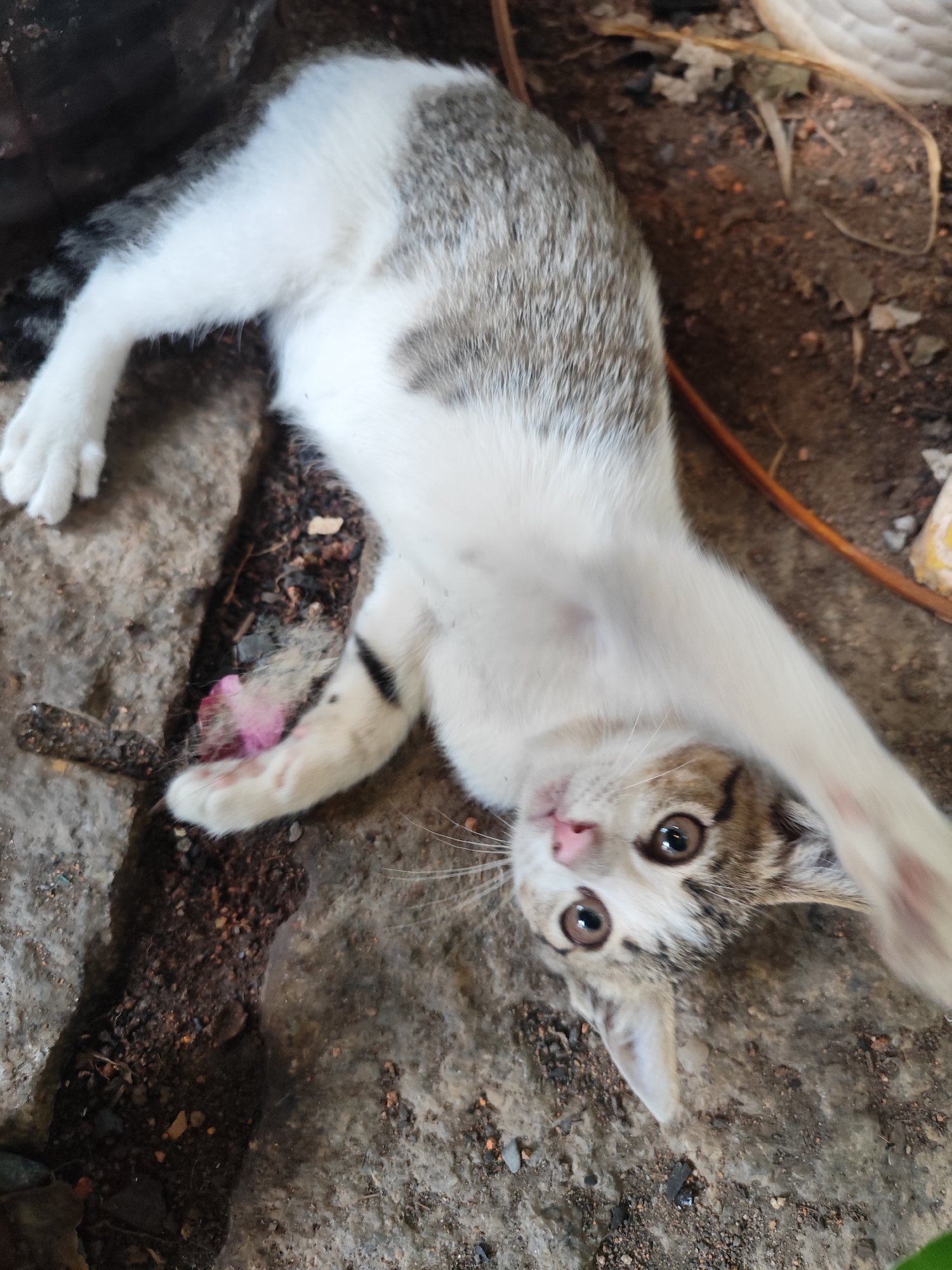 A kitten is lying on a concrete surface, partially covered with soil and debris. The kitten is mostly white with gray and brown tabby markings on its head and back. It's lying on its back with its paws up and has brown eyes. There is a small pink object near the kitten's paw. An orange cable is in the background. The location is Unknown, Unknown.