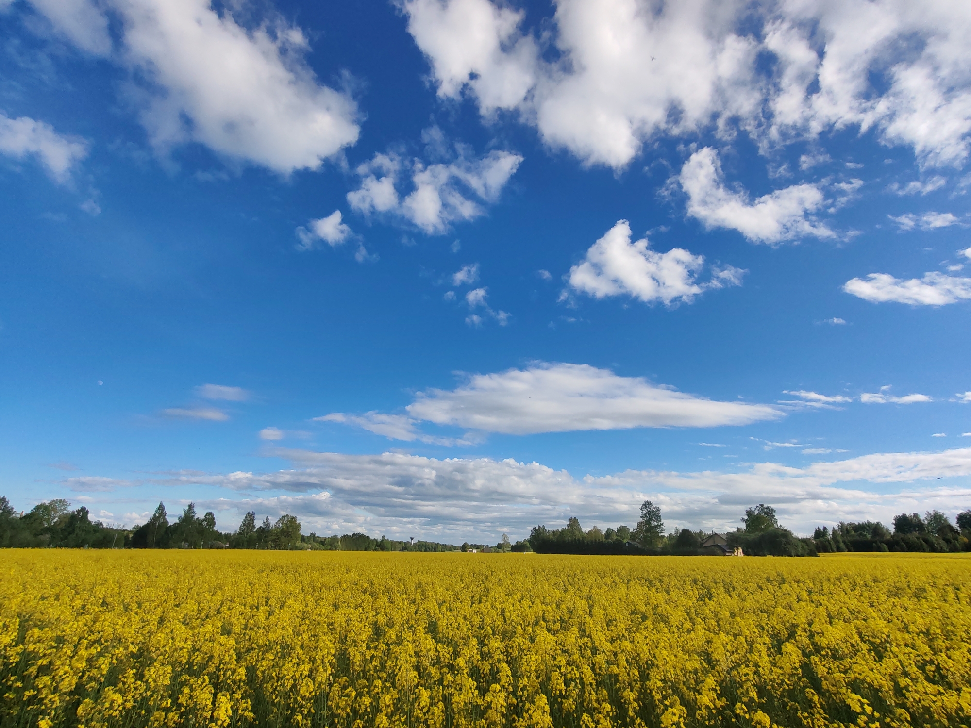 The image shows a vibrant yellow field of flowering plants under a bright blue sky dotted with white, puffy clouds. The field extends to the horizon, where a line of trees and some distant buildings are visible. The location appears to be a rural area. There are no people visible in the image. The time of day is likely daytime, given the bright daylight.