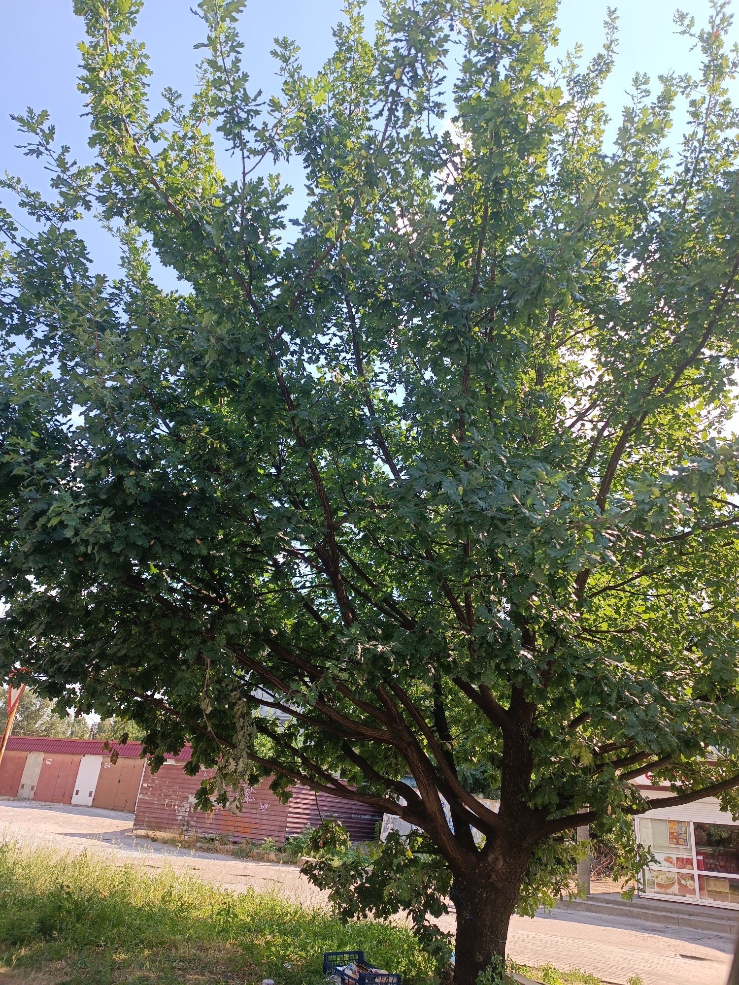 This is a full-shot, outdoor, daytime photograph of a large, leafy oak tree in a sunlit environment. The tree is positioned centrally, with its branches extending across the frame. Its dense green foliage is illuminated by the sun, creating highlights and shadows. In the background, a row of reddish-brown garages with white and red doors is visible, suggesting an urban or suburban setting. To the right of the garages, a storefront with a large window displaying various products can be seen. The ground in front of the garages is paved, and a strip of green grass and weeds runs along the bottom of the image. The sky above is clear and blue. The scene is located in the city of Zaporizhzhia, Ukraine. There are no people or animals visible in the photograph.
