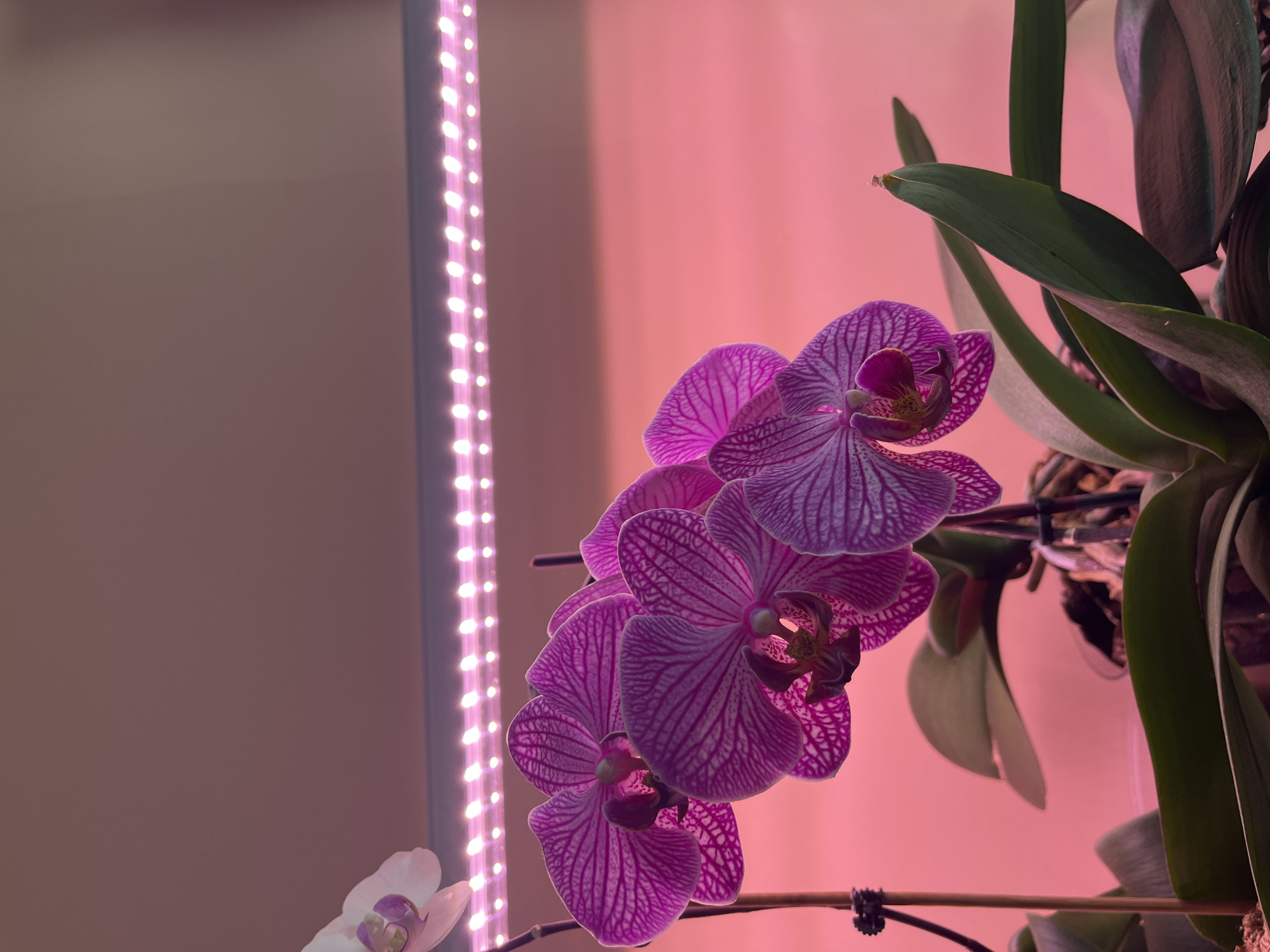 A close-up shot displays a purple striped orchid in bloom. The plant is situated next to a vertical LED light strip. The background behind the orchid and light is a solid light pink. Some green foliage is visible to the right of the orchid. A single white orchid blossom is visible at the lower left of the frame.