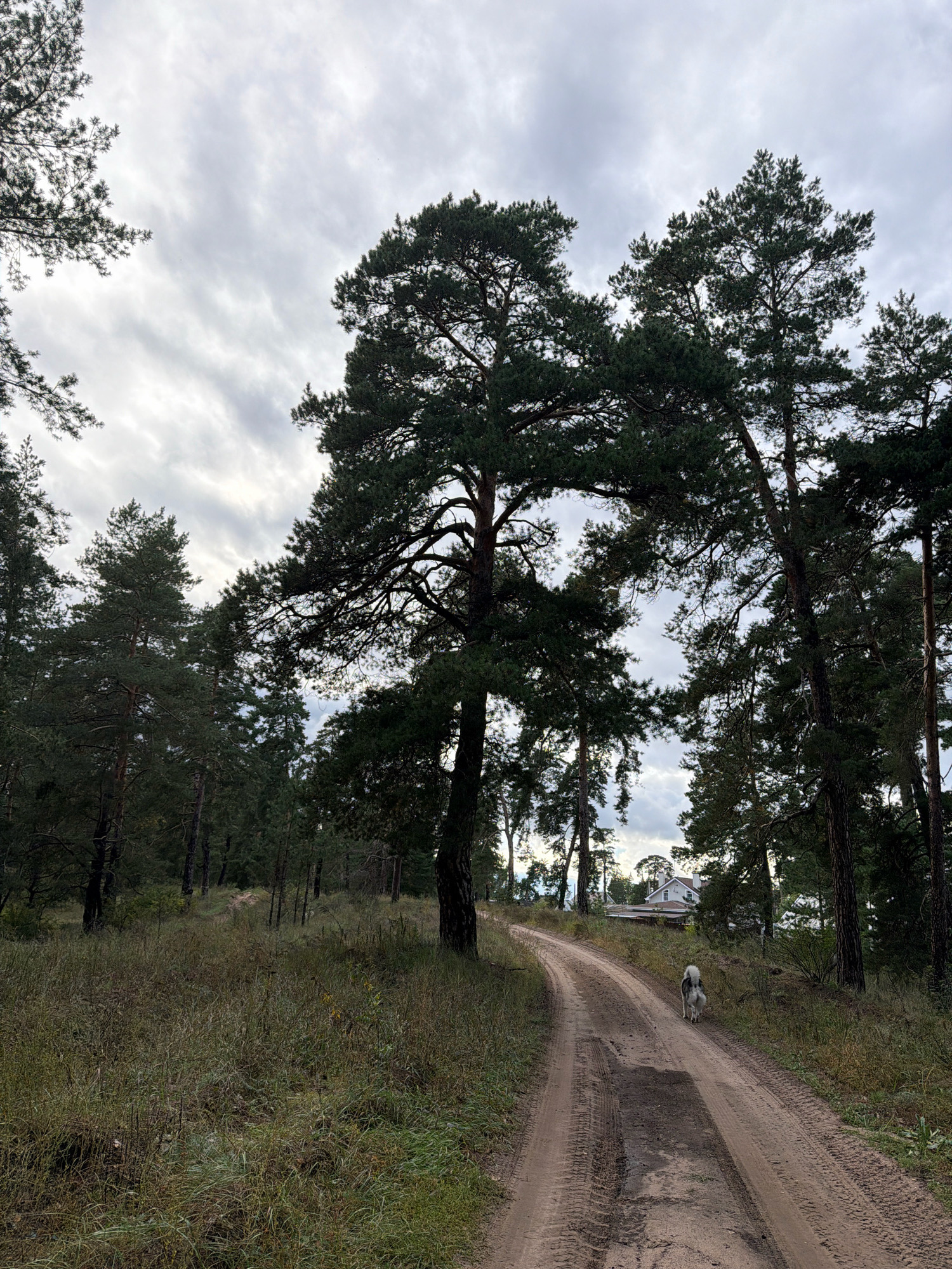 The image depicts a dirt road winding through a pine forest under a cloudy sky. A dog with grey and white fur is walking away from the camera down the road. In the distance, a light-colored house with a visible roofline is situated on a slight incline, partially obscured by trees. The ground alongside the road is covered in dry grass and some fallen pine needles. The trees are tall and dense, with dark green needles, and the overall atmosphere suggests a cool, possibly damp, environment. The scene is located in Uzdukovo, Russia.