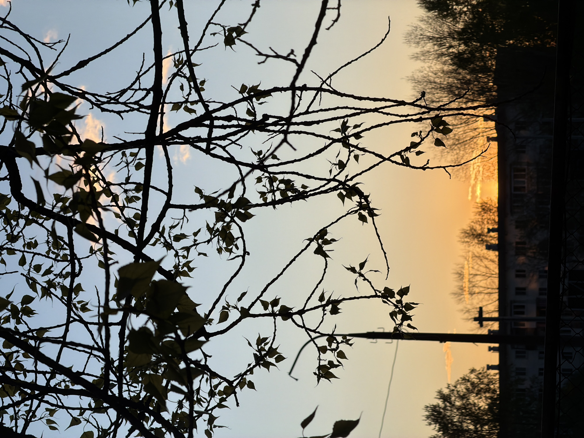The image depicts a view in the city of Chaikovsky, Russia, at dusk or dawn. The foreground features a silhouette of tree branches with leaves against a pastel sky, transitioning from light blue to orange. In the background, the silhouette of an apartment building and trees is visible, along with a utility pole and wires. The scene is captured in a vertical orientation, with the horizon line on the right side. The lighting suggests a sunrise or sunset. No people or interactions are visible.