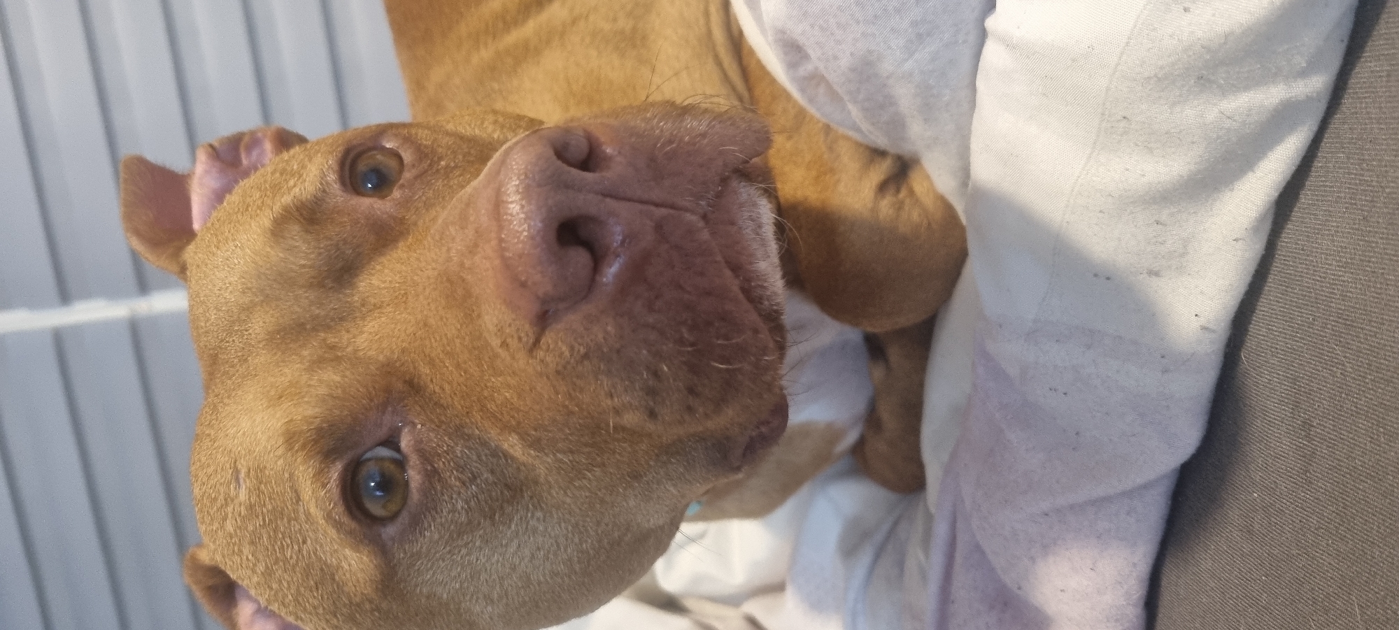 A brown dog lies on a bed with white and gray bedding. The dog's face is close to the camera, with its nose and eyes clearly visible. The background includes a wall with vertical lines.