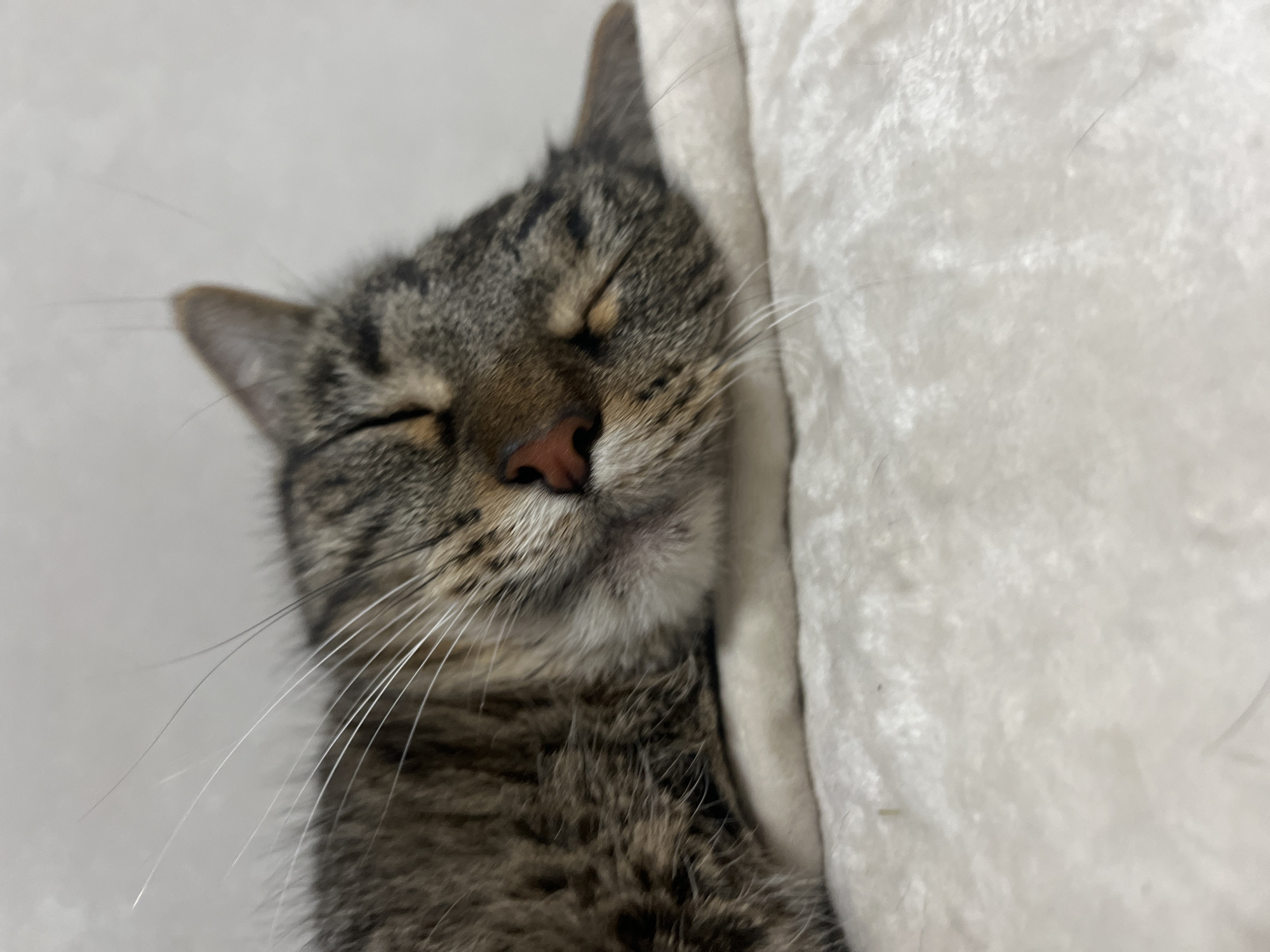 This is a close-up, eye-level, horizontal shot of a domestic cat sleeping. The cat has tabby markings in shades of brown and gray. Its eyes are closed, and its head is resting on a plush, white surface, possibly a blanket or a pet bed. The cat's whiskers are long and white, fanning out from its snout. The background is a plain, light gray wall. The lighting appears to be soft and diffused, suggesting an indoor setting, perhaps during the day. The overall mood is peaceful and serene, conveying the deep sleep of the animal. There is no visible text in the image. The provided location context of Votkinsk, Russia, is not directly inferable from the visual content of the image itself.
