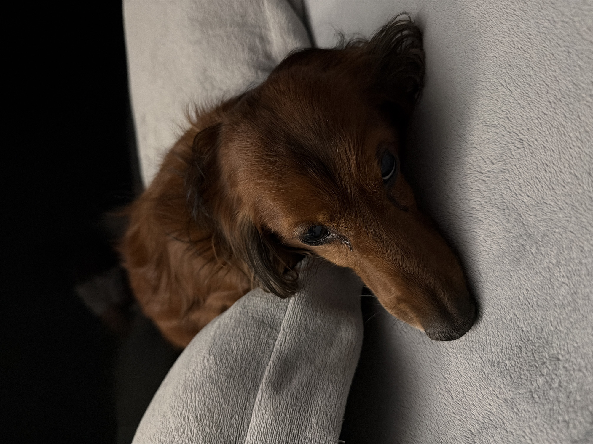 A brown long-haired dachshund dog is lying on a gray sofa. The dog is facing right, with its head resting on the arm of the sofa. The background is dark and out of focus. Location information is not available in the provided image.