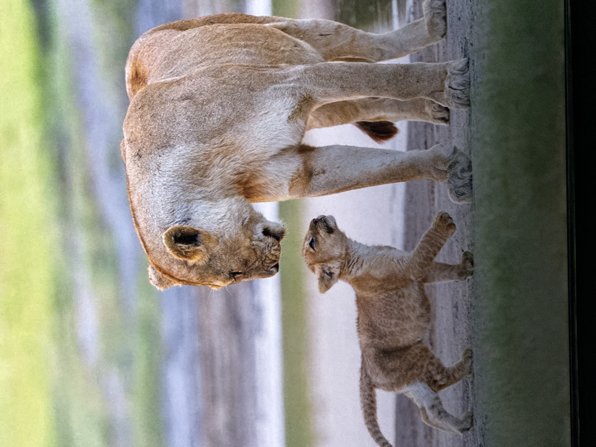 A lioness and a cub are standing on a sandy surface next to a body of water. The lioness is larger and is looking down at the cub. The cub is looking up at the lioness. The background is a blur of green and brown, suggesting a natural environment. This scene is not located in Saratov, Russia, as it depicts African wildlife.
