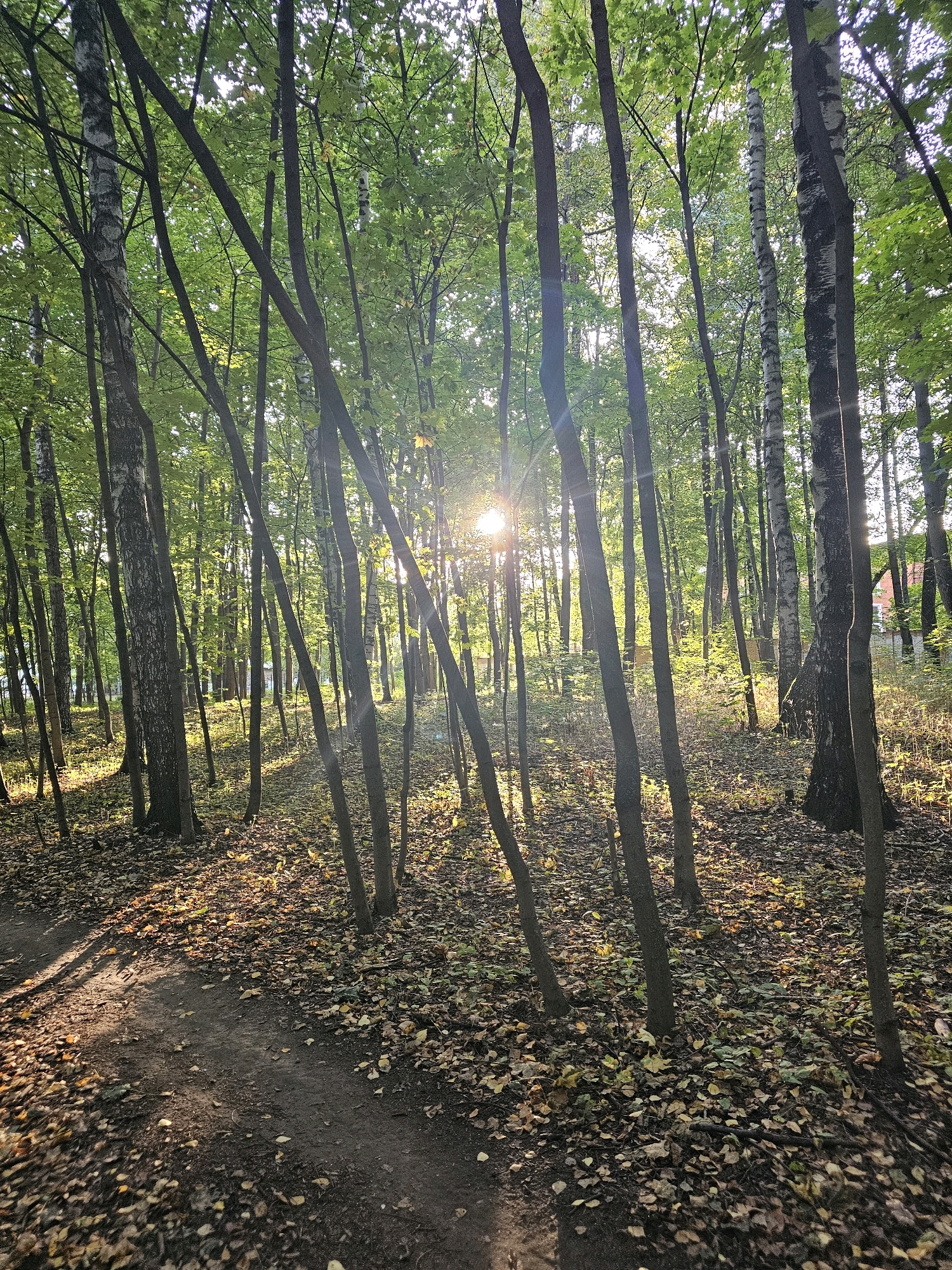 This is a vertical, eye-level, medium shot photograph of a sunlit forest path in Khimki, Russia. The path, covered with fallen leaves, winds from the lower left to the middle of the frame. Tall, slender trees with green foliage dominate the scene, with sunlight filtering through the canopy and creating lens flares and dappled shadows on the ground. The sun is visible behind the trees in the upper center of the image, casting a warm glow. The ground is carpeted with a thick layer of fallen leaves in various shades of brown, yellow, and green, suggesting it is autumn. The trees appear to be a mix of deciduous and some birch trees with white and black bark. In the background, hints of buildings can be seen through the trees on the right side of the image, indicating the proximity of a populated area. There are no people or animals visible in the scene. The overall atmosphere is peaceful and natural.