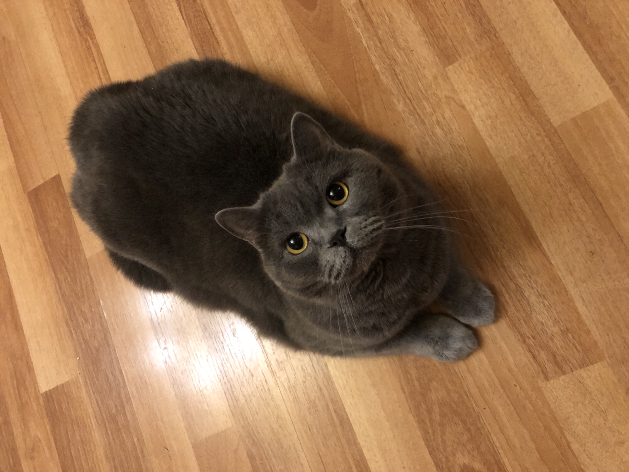 An overhead shot captures a plush, grey British Shorthair cat with striking yellow eyes resting on a warm-toned wooden floor. The cat is positioned centrally, its body taking up a significant portion of the frame, with its head tilted upwards and looking directly at the camera. Its fur appears dense and soft, and its paws are tucked neatly beneath its body. The wooden floor displays a natural grain pattern, with planks running diagonally across the image, creating a sense of depth and texture. The lighting is even, highlighting the sheen on the cat's fur and the smooth surface of the floor. The environment appears to be an indoor setting, possibly a living space, in Московский Ветеран Снт, Russia.