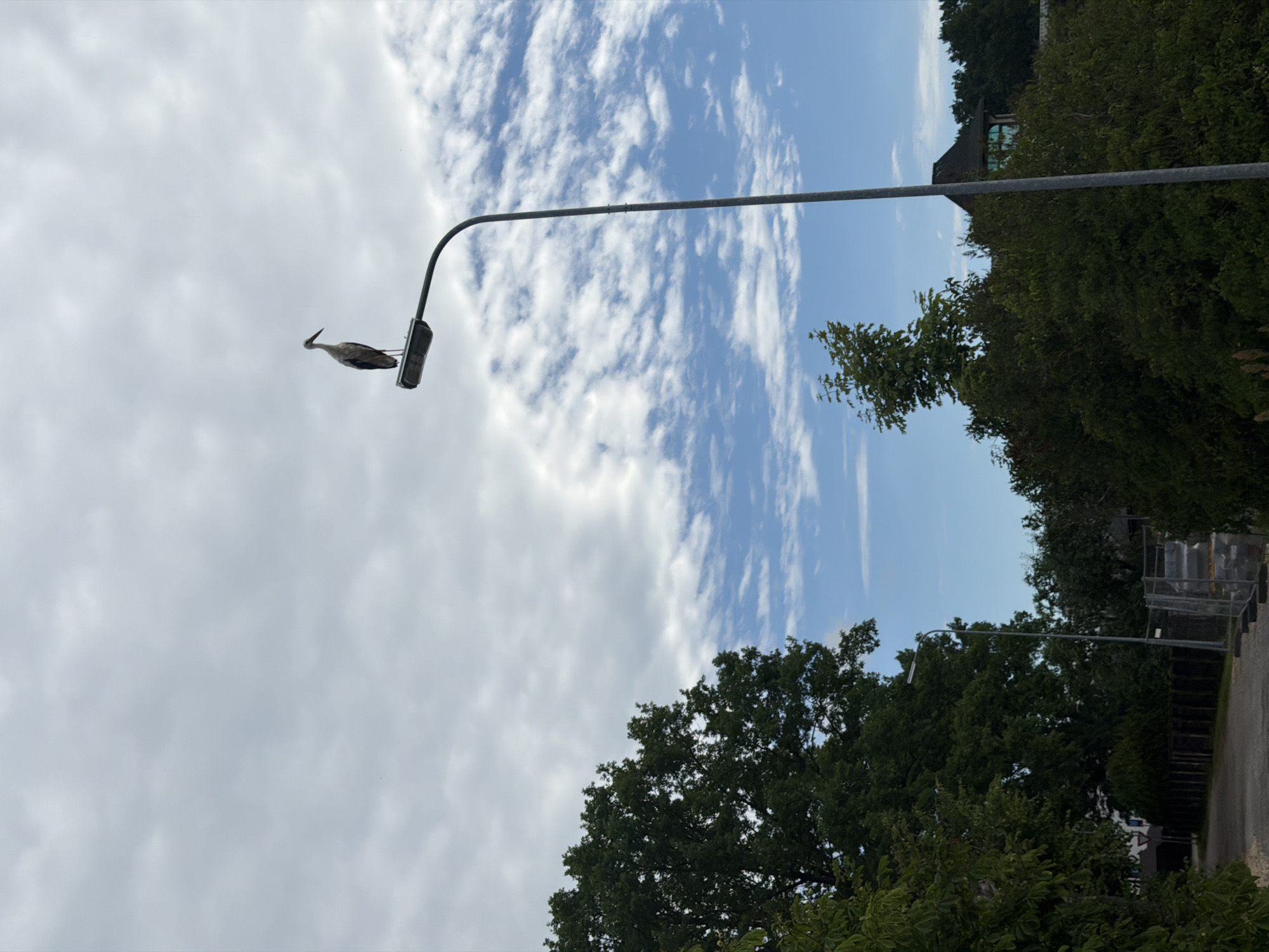 A white and black stork stands on top of a street lamp in Dreiliņi, Latvia. The stork is facing left and its beak is pointed upwards. The street lamp is tall and dark gray with a curved arm. The sky is cloudy and blue, with some white clouds scattered across it. In the background, there are green trees and a small building with a dark roof and green windows. The lighting suggests it is daytime.