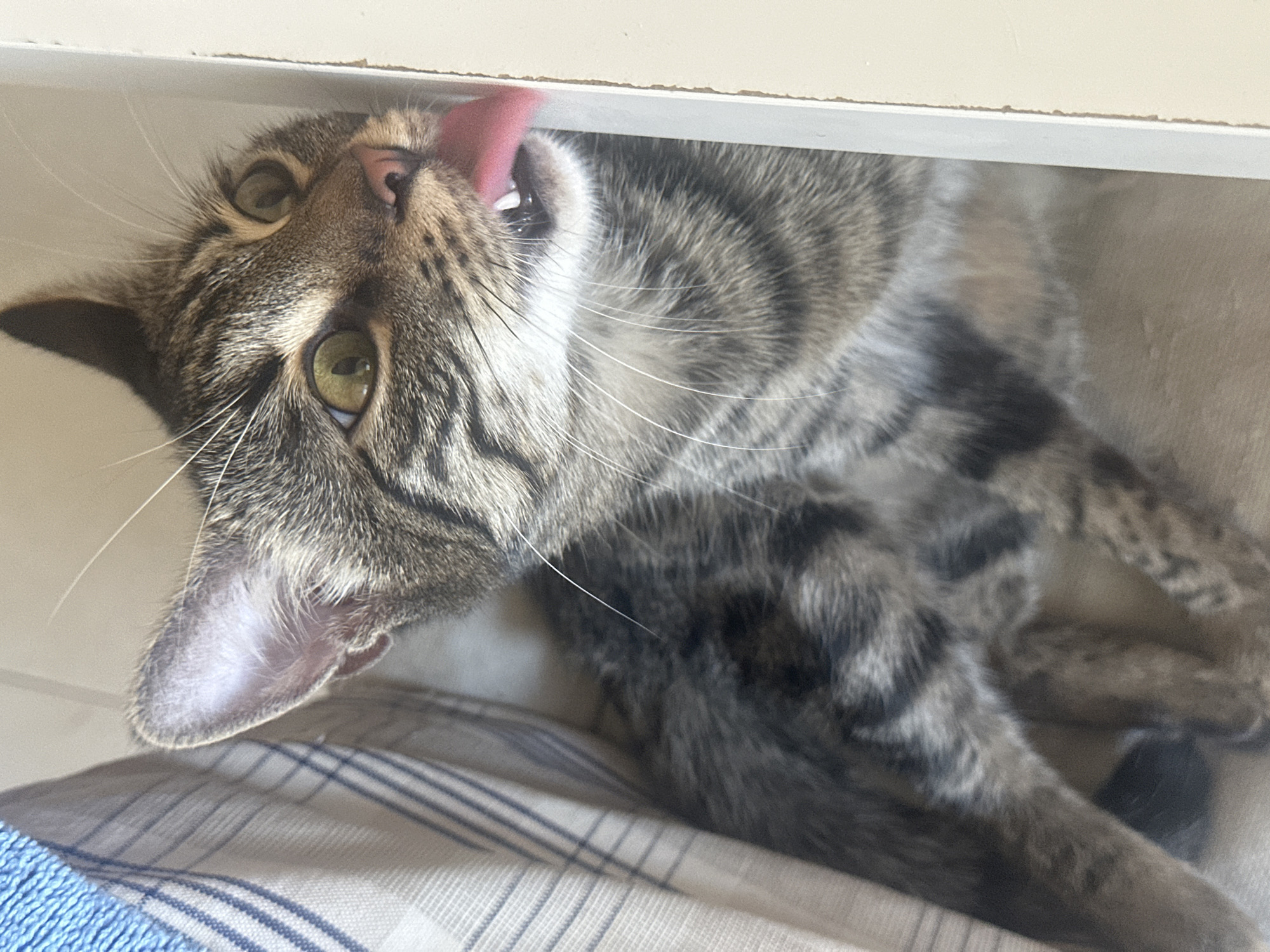 A tabby cat with green eyes and its tongue extended is licking the edge of a cream-colored surface. The cat is positioned in a narrow space between this surface and a blue and white striped fabric. The background is out of focus, but appears to be a light-colored wall or surface. There is no information in the image to suggest it is located in Sofia, Bulgaria.