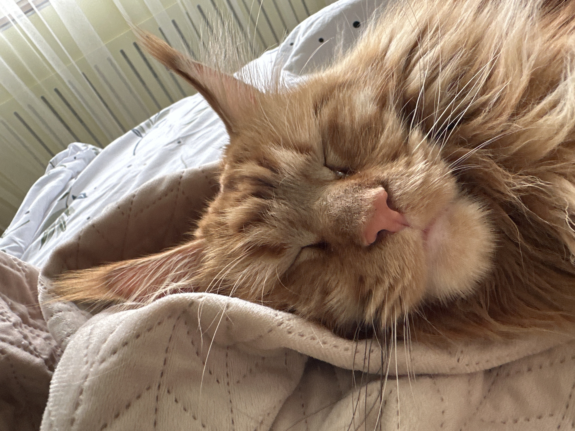A ginger Maine Coon cat is asleep on a bed. The cat is lying on a light-colored quilted blanket, with a patterned sheet visible in the background. The cat's eyes are closed and its pink nose is prominent. The location is Chaikovsky, Russia.