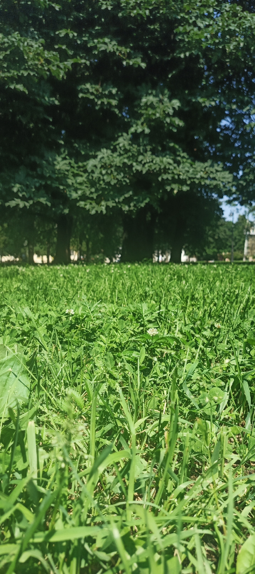 The image shows a low-angle view of a grassy area with lush green grass and some small white flowers. In the background, there are several large, leafy trees, their branches and foliage filling the upper portion of the frame. The sunlight filters through the leaves, creating dappled patterns. Beyond the trees, a clear blue sky is visible in some areas, and hints of buildings or structures can be seen in the far distance on the right. The perspective suggests the photo was taken from ground level, emphasizing the texture and density of the grass. There are no people or animals visible in the scene. The environment appears to be a park or a green space within a city. Based on the provided context, this scene is located in Saint Petersburg, Russia.