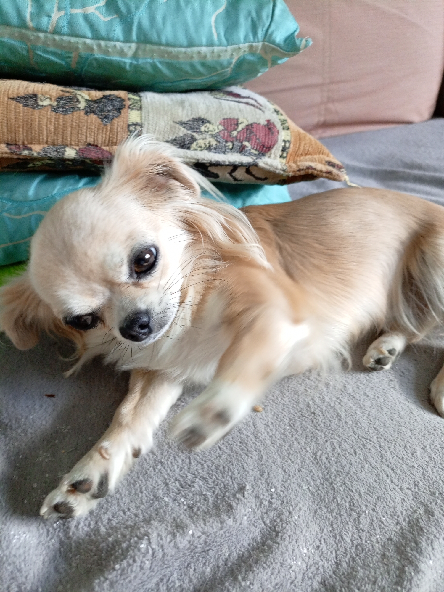 A long-haired Chihuahua with light tan fur lies on a gray textured surface, possibly a bed or sofa. The dog is facing the viewer with its head slightly tilted, and its dark eyes are looking forward. Its ears are long and floppy, with fine hairs extending from them. One of its front paws is raised, reaching towards the camera. Behind the dog, a stack of pillows is visible. The bottom pillow is turquoise with a subtle patterned texture, and above it is a pillow with a woven pattern in tan and brown, featuring floral motifs in red and black. A pinkish-brown pillow is partially visible at the top right. The overall environment suggests an indoor setting, possibly a bedroom. The image does not contain any recognizable landmarks or specific details that would allow for localization to "Березки Снт, Russia."