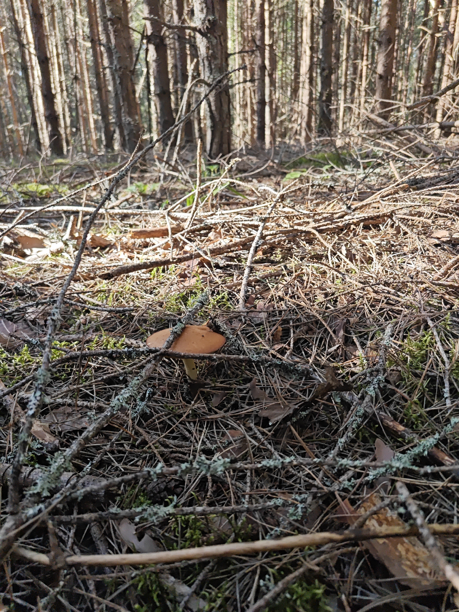 A single brown mushroom with a visible stem and cap is nestled amongst dry pine needles, fallen branches, and moss on the forest floor. The background shows a dense stand of pine trees, their trunks vertical and close together, with dappled sunlight filtering through the canopy. The scene is a natural, outdoor environment, characteristic of a forest in the Korybshchina region of Russia. There are no people or animals present, and no actions are being depicted.
