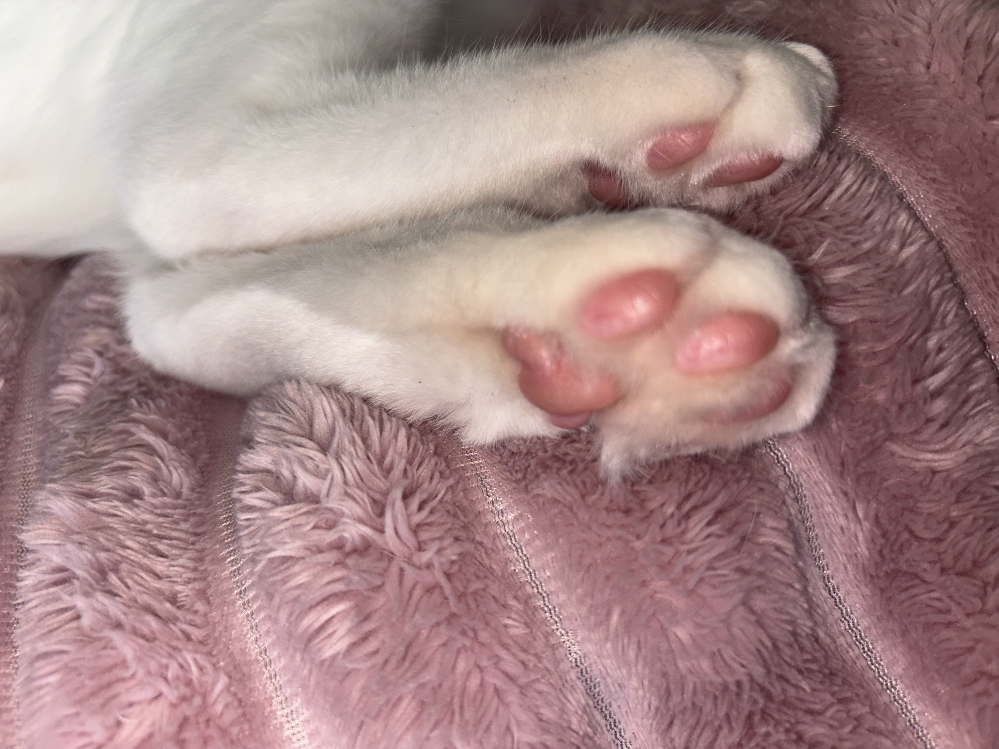A close-up, eye-level shot shows the fluffy pink paws of a white cat resting on a plush pink blanket. The paws are soft and plump, with clearly defined pink toe beans. The blanket has a textured, rippled surface, suggesting a cozy and comfortable setting. The scene is domestic and intimate, capturing a moment of feline repose. The image does not depict any identifiable landmarks or features that would indicate a specific location in Колтуши, Russia.