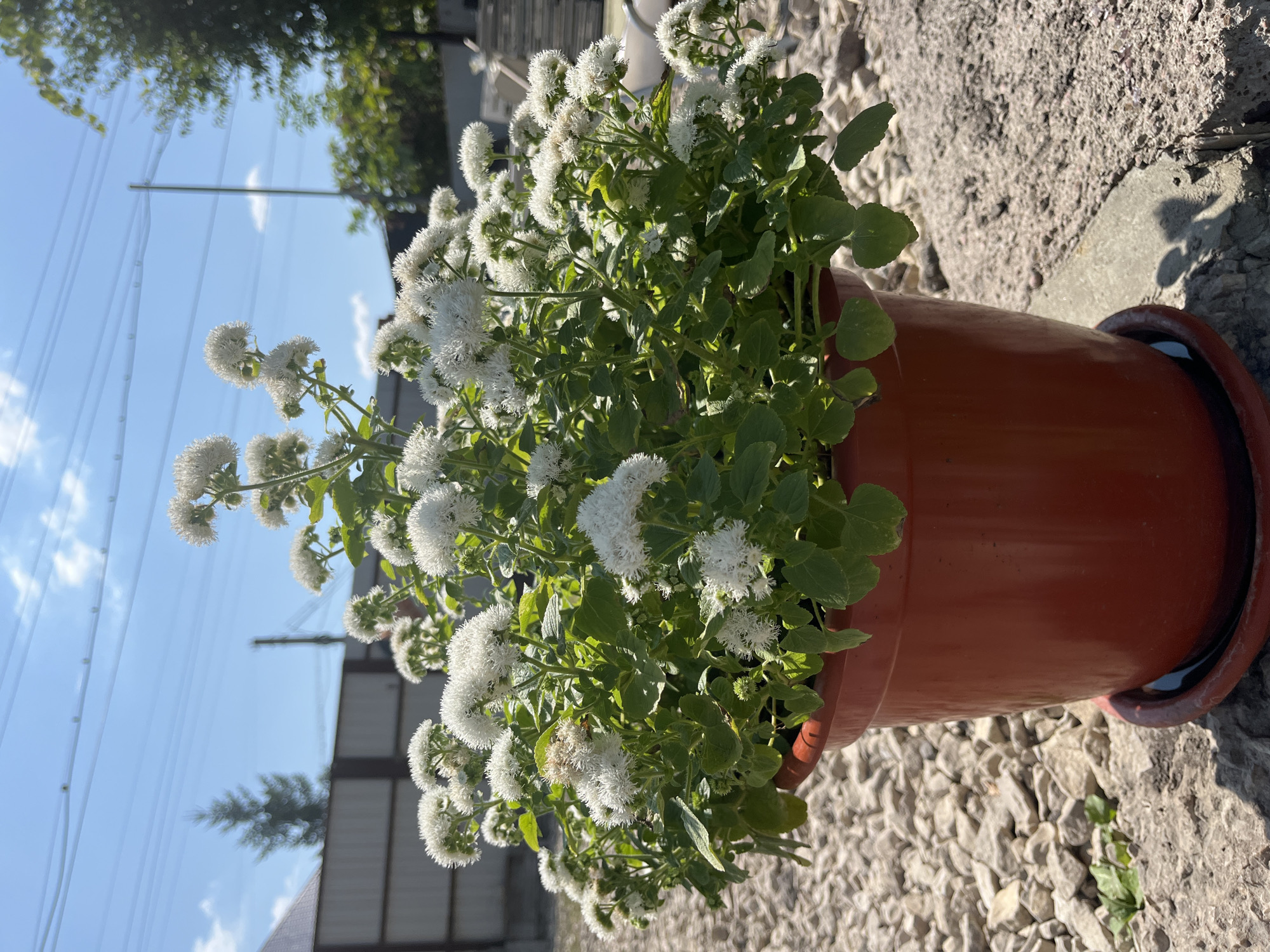 A potted plant with numerous small white flowers sits on a gravelly surface in Saratov, Russia. The plant is in a reddish-brown pot with a matching saucer. The pot rests on a rough, concrete-like surface, possibly part of a pathway or foundation. In the background, a weathered wooden fence runs horizontally. Beyond the fence, there is a clear blue sky with scattered white clouds. A tall, dark evergreen tree is visible to the left of the frame, and to the right, the blurred green foliage of other trees can be seen. Electrical wires stretch across the upper portion of the image. The lighting suggests it is daytime with bright sunlight casting shadows. There are no people or animals present.