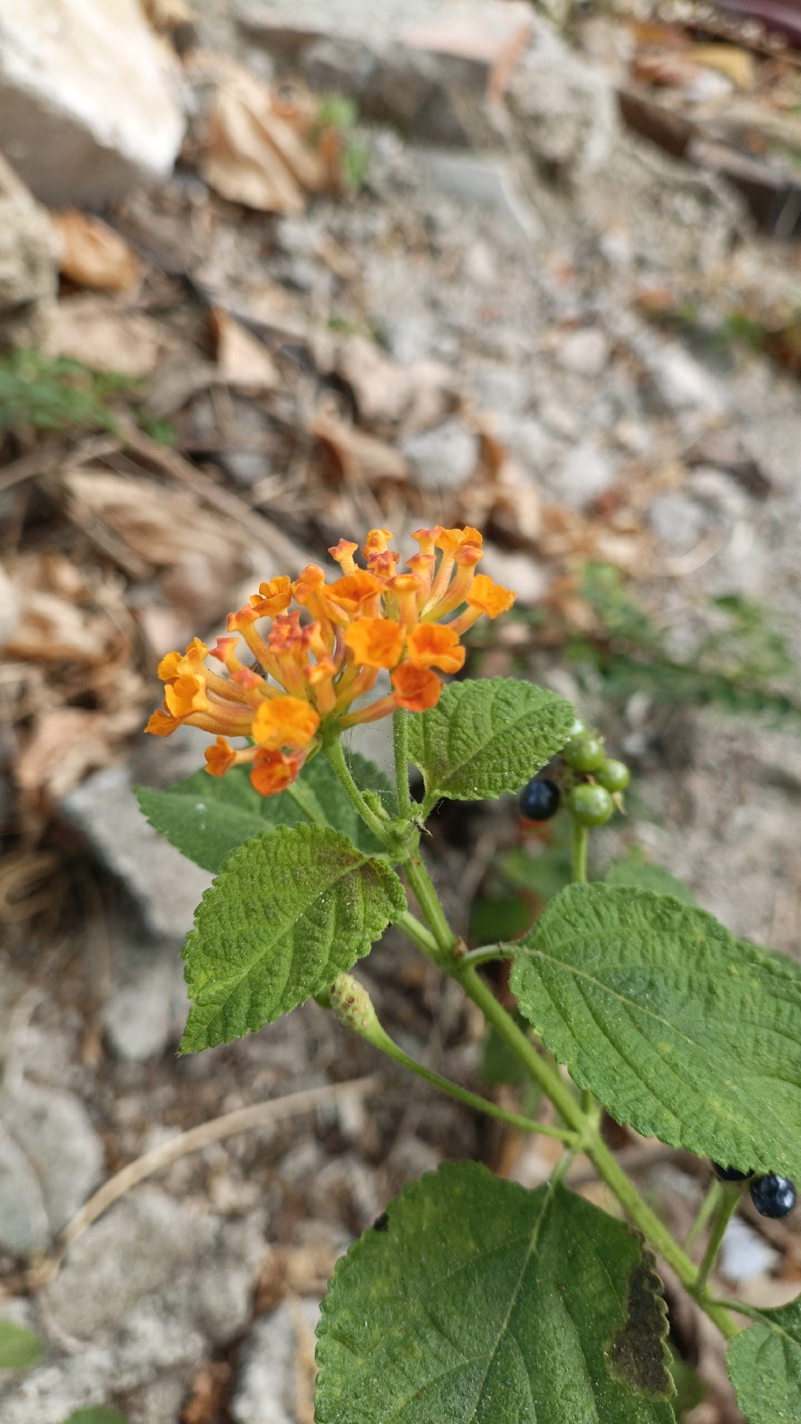 A close-up, high-angle shot captures a vibrant orange lantana flower with several small, green berries and a single dark blue berry on a branch. The flower's petals are intricately arranged, with some appearing almost red at their tips. The leaves are a rich green, with a slightly textured surface. In the background, the ground is covered with loose stones, dry leaves, and sparse green foliage, suggesting an outdoor environment. The overall lighting indicates it is daytime. The image was taken in Cikal, Indonesia.