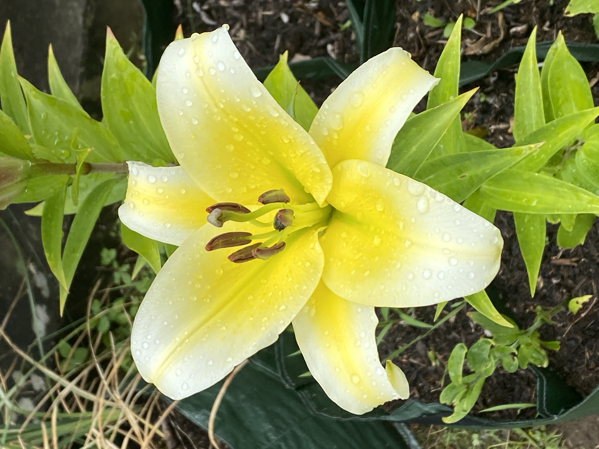 A close-up, top-down shot features a dew-kissed, pale yellow lily in full bloom. The delicate petals, tinged with white at their edges, are dotted with small water droplets. Prominently displayed in the center of the flower are its dark brown stamens and pistils. Surrounding the bloom are lush, green lily leaves, also glistening with moisture, suggesting recent rain. The background consists of dark soil and more foliage, with hints of dried grass and a dark green garden liner. The image conveys a sense of freshness and the quiet beauty of nature after a shower. No people or text are visible. The context of Purkersdorf, Austria, implies an outdoor, garden setting. The presence of water droplets suggests it is either early morning or has recently rained.