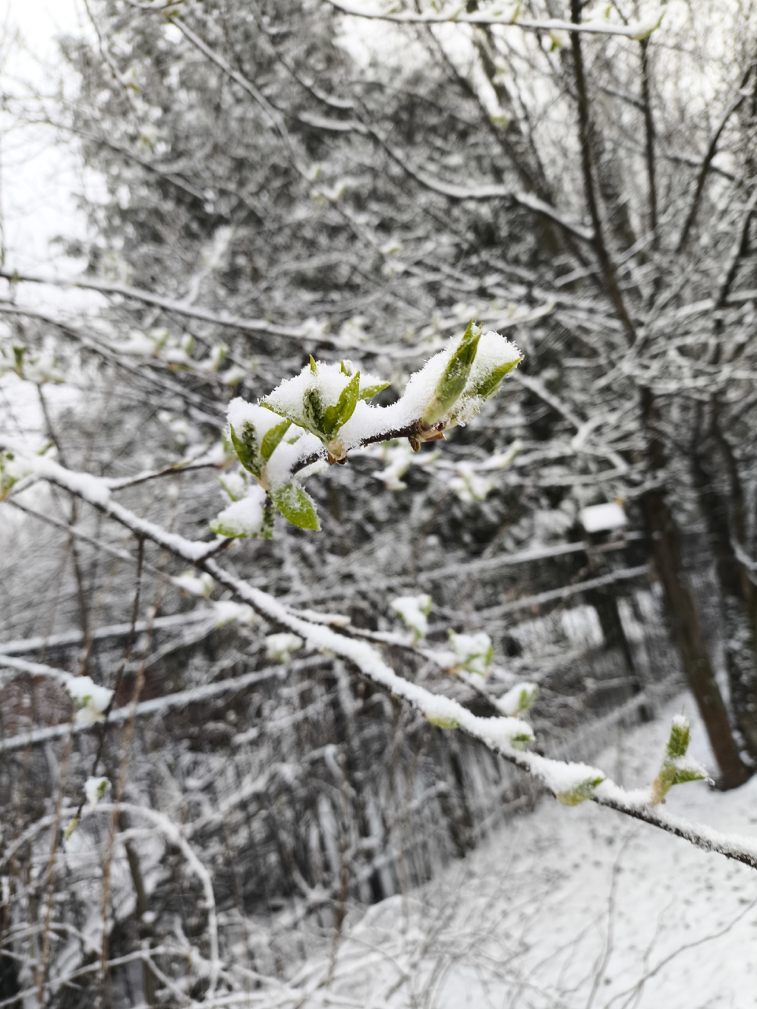 The image shows a close-up of a tree branch with emerging green leaves covered in snow. The background is a blurred landscape of trees, also covered in snow, suggesting a winter or early spring setting. Based on the context of Khimki, Russia, the photo was likely taken in a park or wooded area within the city, where such vegetation and snowy conditions are common.