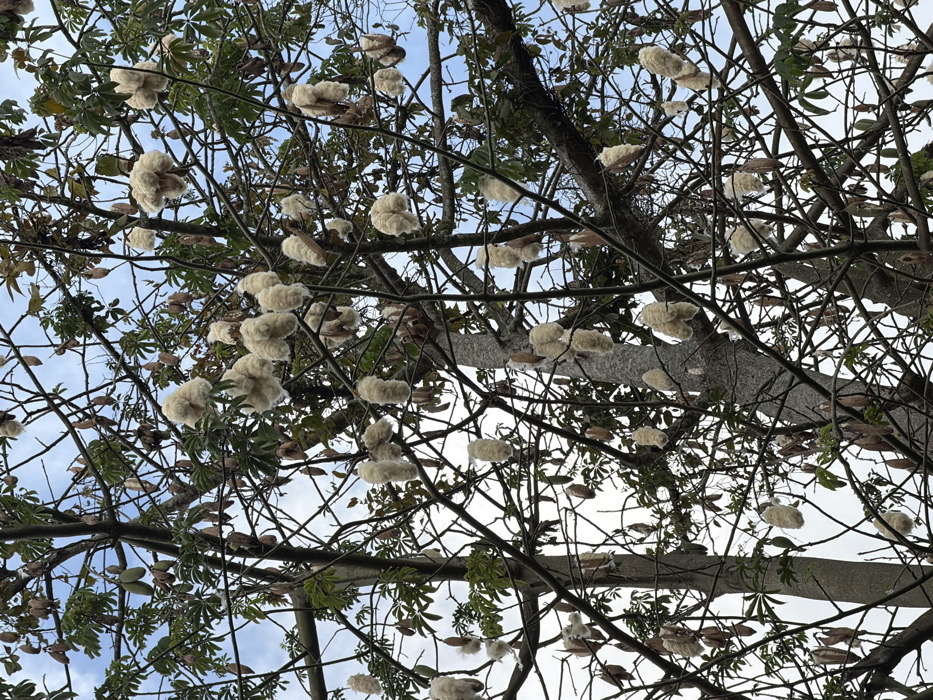 The scene depicts the upper canopy of a kapok tree in Bale, Indonesia, viewed from below against a partly cloudy, light blue sky. Numerous dark-toned branches extend across the frame, some bearing sparse clusters of green palmate leaves. The tree is heavily laden with mature kapok pods. Many pods are open, revealing their voluminous, creamy-white, fibrous contents, which hang distinctly from the branches in various shapes. Other intact, closed pods, oblong in shape and varying from green-brown to dark brown, are also visible. No individuals or objects other than the tree and sky are present.