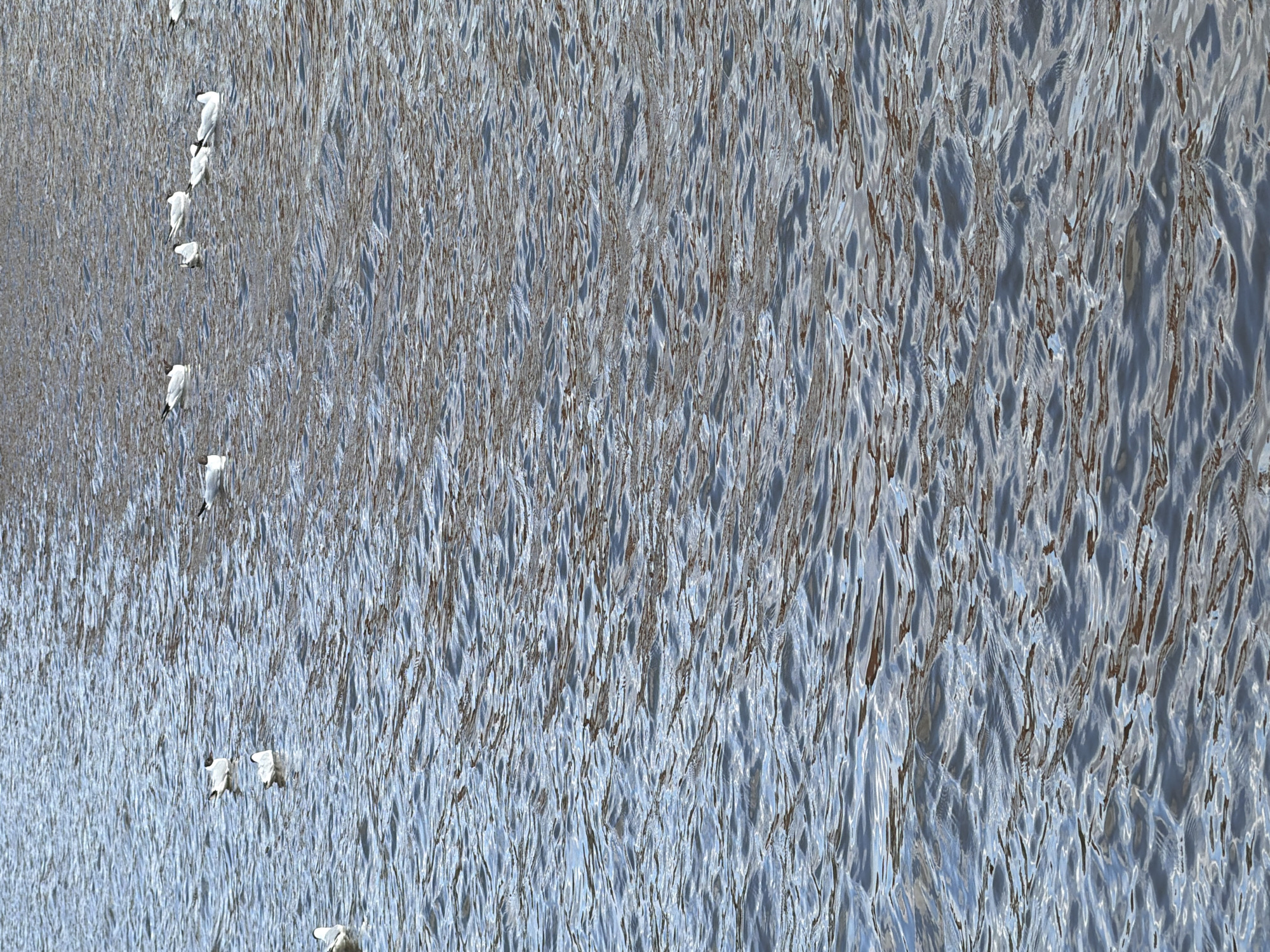 The image shows a body of water with ripples and reflections, and a row of white birds along the left edge of the image. The location, Votkinsk, Russia, is not visually discernible from the image.