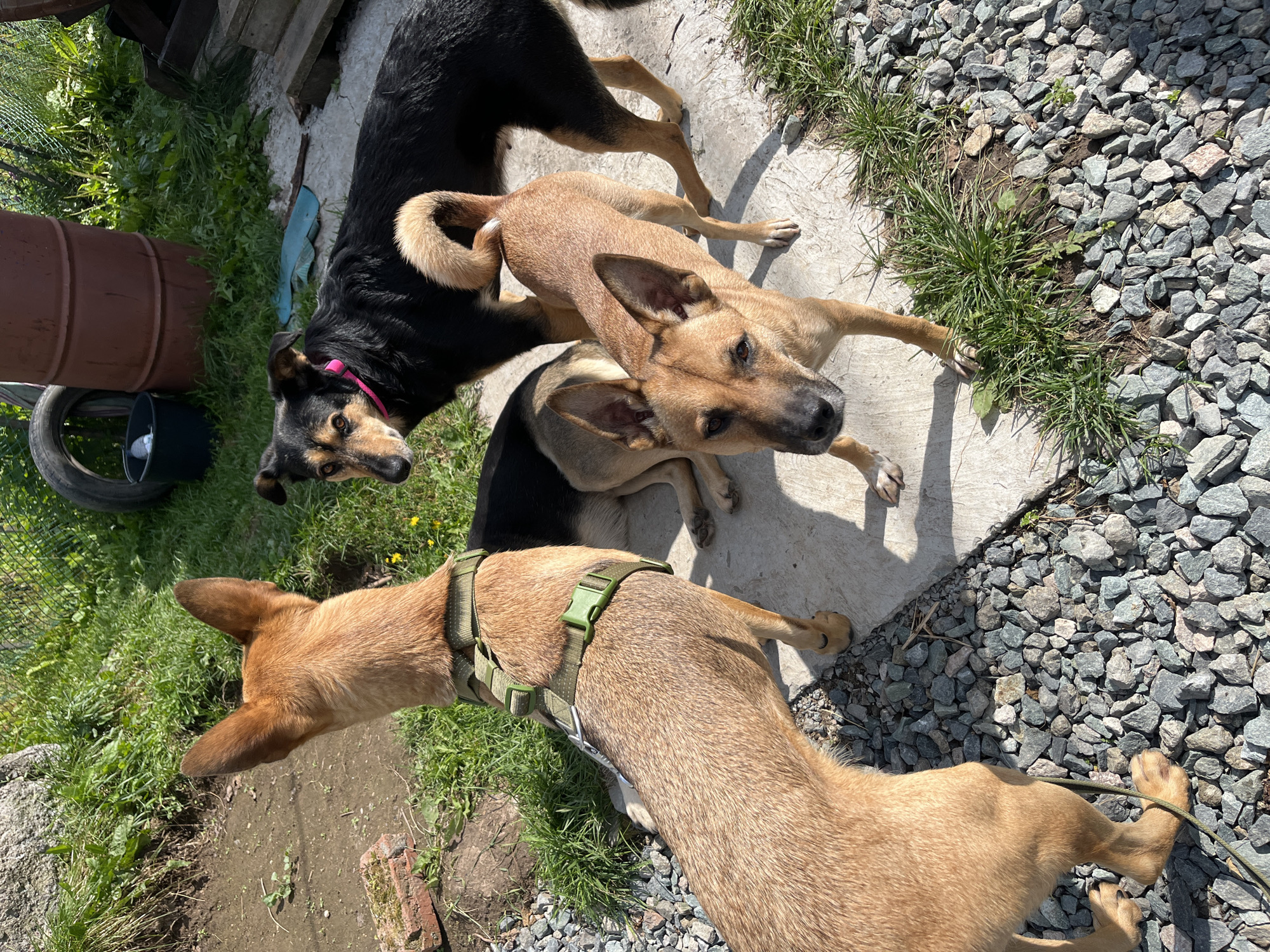 This image depicts three dogs outdoors in what appears to be a fenced enclosure or yard. The ground is covered with gravel and some patches of grass. In the background, there are large brown barrels, a discarded tire, and a fence. One dog, primarily tan with some darker markings, is in the foreground, facing away from the camera and wearing a green harness. To its right, another tan dog with pointed ears is looking directly at the camera. Behind these two, a black and tan dog with a pink collar is also present, partially obscured. The lighting suggests it is a sunny day. The location is the city of Nizhny Tagil, Russia.
