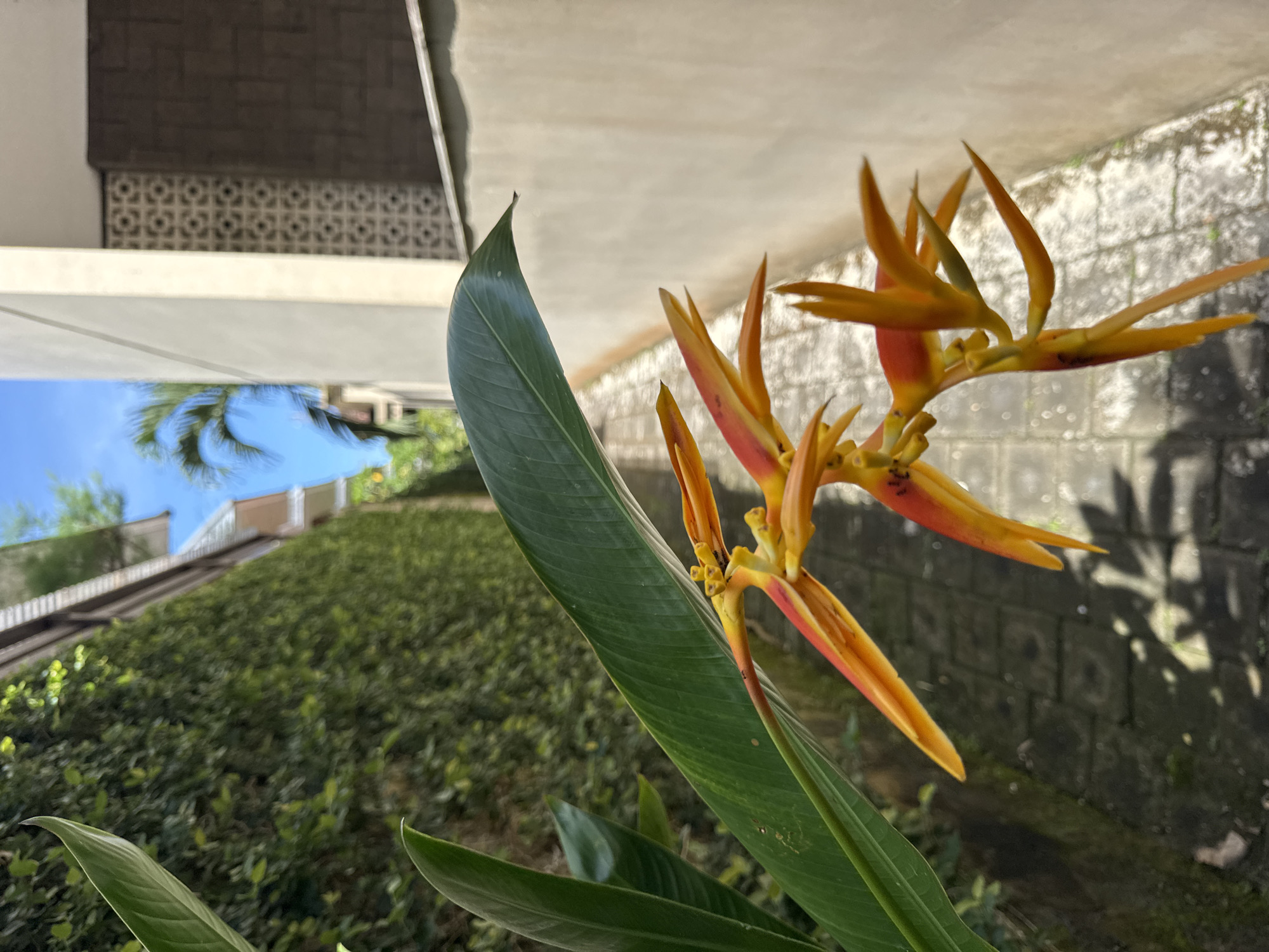 The image depicts a close-up of Heliconia psittacorum flowers with lush green foliage in Kuta Selatan, Indonesia. The vibrant orange and yellow flowers are in focus, with a blurred background revealing elements of the local environment. A glimpse of a building structure, likely a wall or balcony, can be seen behind the plant. In the distant upper-left corner, there is an upside-down reflection of a sky and palm tree, distorted by a mirrored or reflective surface. The surrounding foliage suggests a garden or landscaped area. The image is shot in natural daylight, casting shadows on the wall behind the flower.