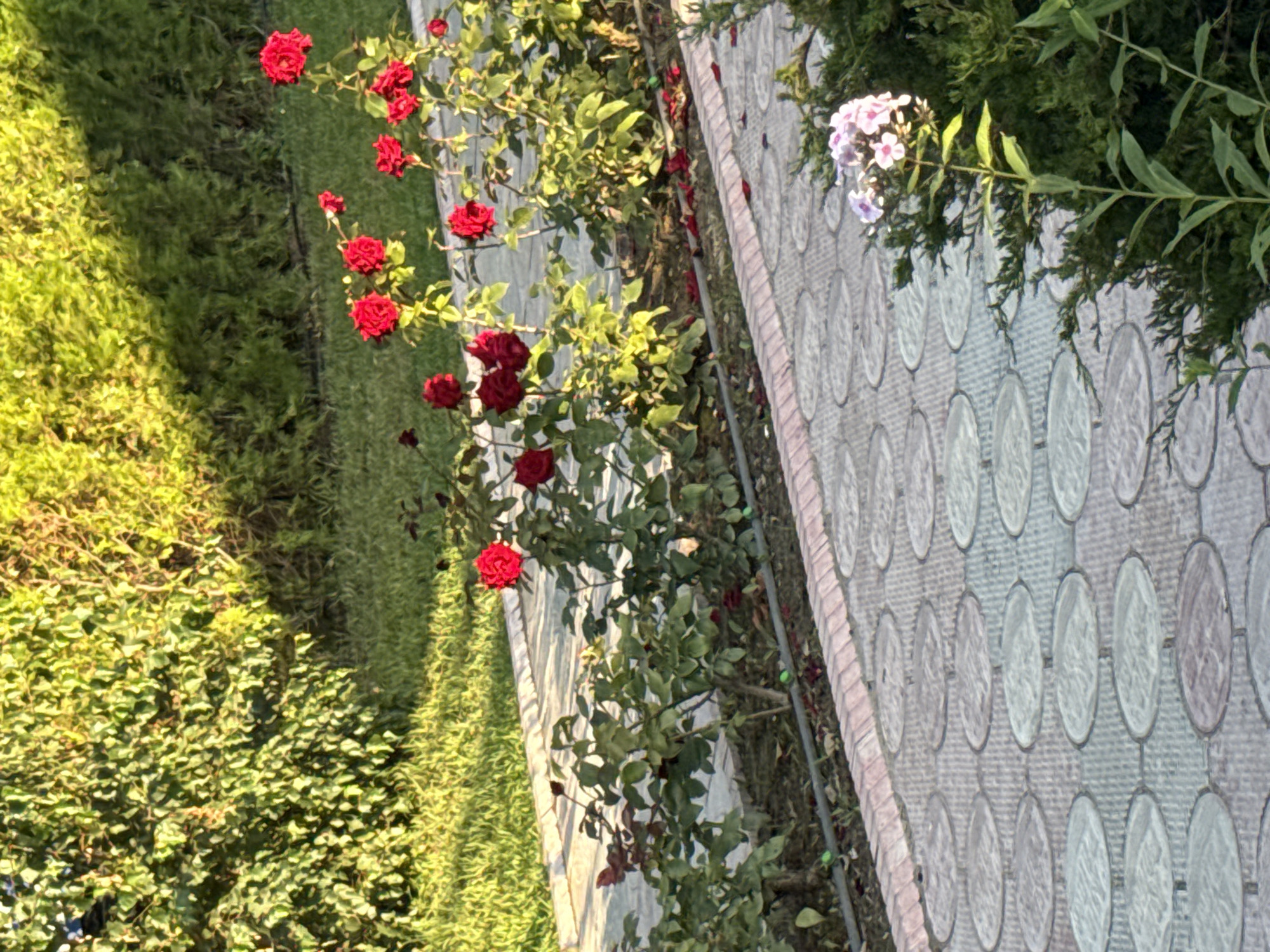 In Sary-Oy, Kyrgyzstan, a garden scene is depicted with a pathway made of oval-shaped gray pavers. To the left of the pathway, rose bushes with bright red blooms are visible, some with fallen petals scattered on the dark soil below. Behind the rose bushes is a lush green hedge illuminated by warm sunlight. To the right of the pathway, a cluster of delicate pink flowers atop a tall green stem stands out against a backdrop of dark green evergreen foliage. The pathway curves away from the viewer, leading into the garden area.
