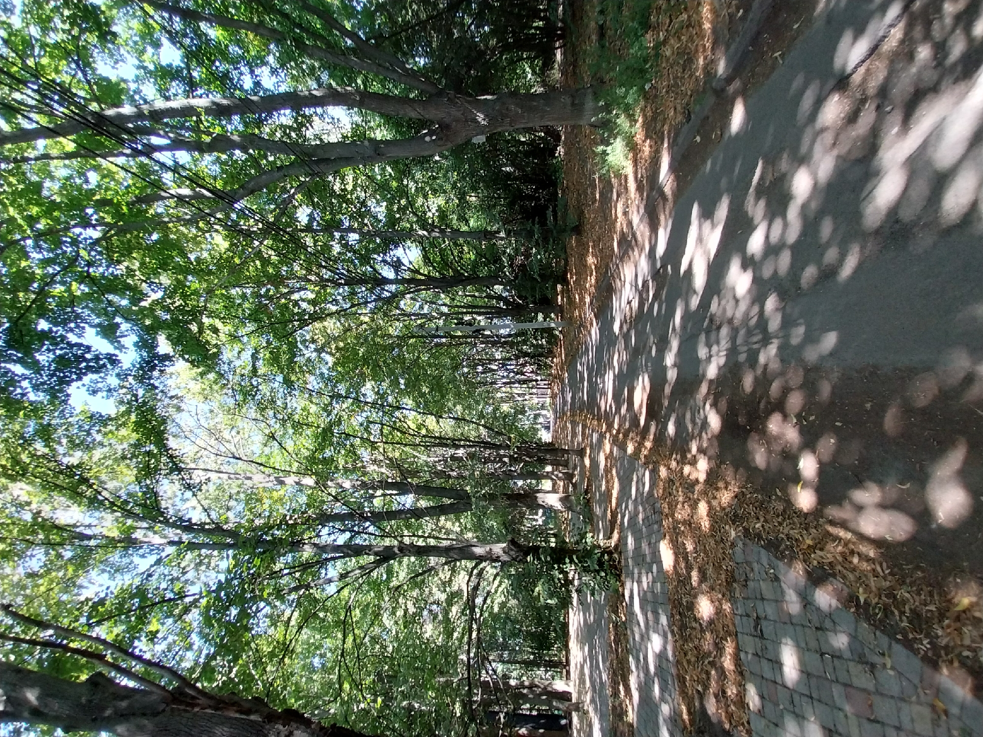 The image depicts a tree-lined path in a park, likely within the city of Doslidne, Ukraine. The path is paved with asphalt and has a brick-paved walkway running alongside it on the left. Dense green foliage from mature trees forms a canopy overhead, casting dappled shadows on the ground. Fallen leaves are scattered on both the asphalt and brick surfaces, suggesting it may be late summer or early autumn. The path recedes into the distance, lined with trees on both sides, creating a sense of depth. The sky is visible through the leaves, appearing bright blue and suggesting a clear day. There are no people or animals visible in the frame. The overall environment appears to be a well-maintained public park.