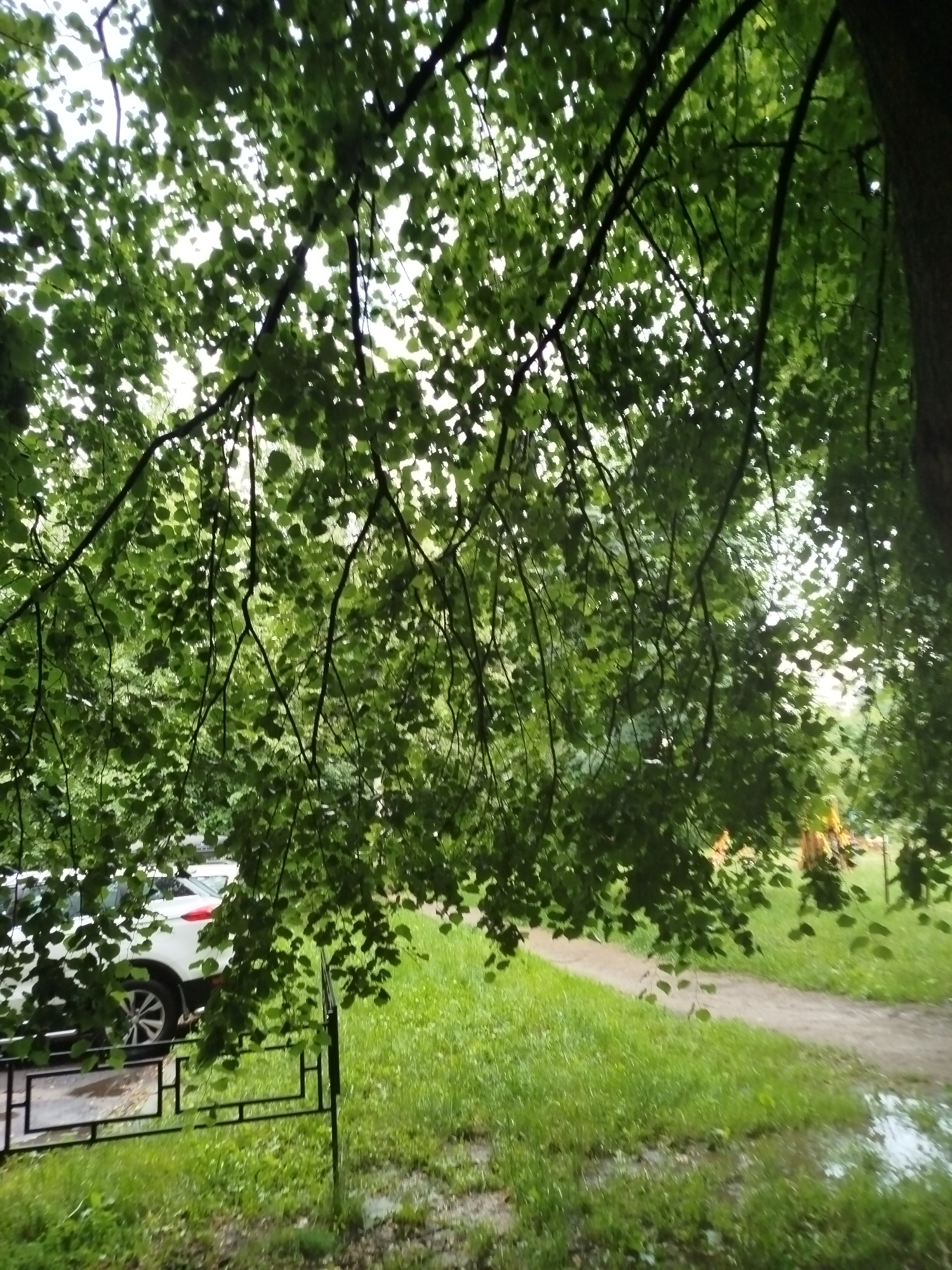 The image depicts an outdoor scene, likely a park or residential area, with a strong emphasis on foliage. Lush green leaves from overhanging tree branches dominate the foreground, creating a canopy that partially obscures the sky and the background. Sunlight filters through the leaves, casting dappled light and creating a natural, slightly diffused lighting effect.
In the middle ground, a paved pathway winds through a grassy area. The grass appears wet and somewhat matted, suggesting recent rain. Several puddles are visible on the pathway and on the ground, further indicating wet conditions.
To the left, a white car is partially visible, parked next to a black metal fence. The car appears to be a modern SUV or crossover. The fence is low and ornamental, with geometric shapes.
The background is blurred and out of focus, but it suggests more greenery and possibly some structures or play equipment, hinting at a developed area within a natural setting. The overall atmosphere is serene and natural, with a touch of urban presence due to the car and fence. The scene is devoid of people.