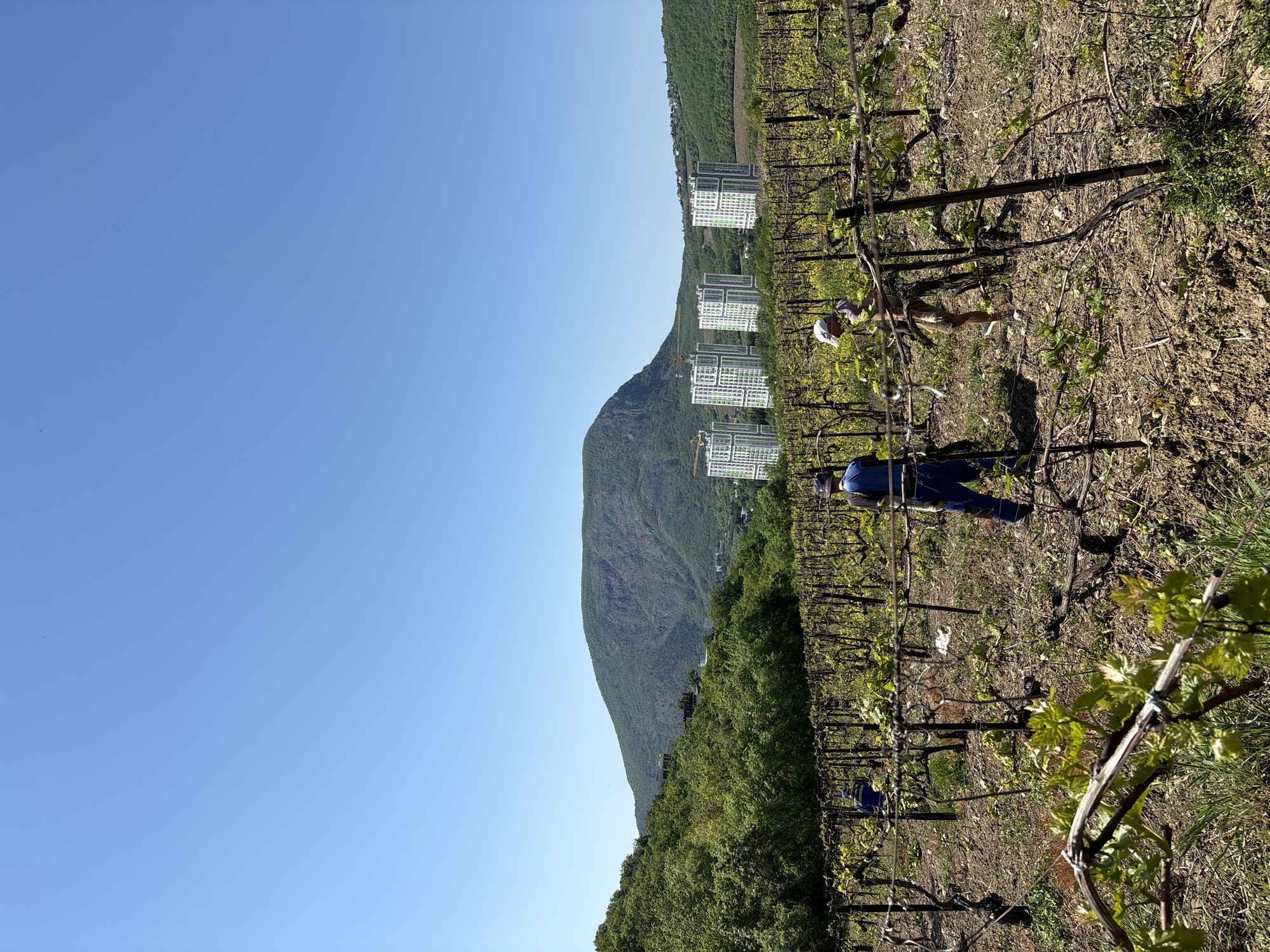 The image depicts a vineyard located near the city of Pushkino, Ukraine, with a large mountain in the background. Several high-rise buildings are visible along the mountain's edge. In the foreground, two individuals are working among the rows of grapevines. One person is wearing a blue outfit, while the other wears a white head covering and tan shorts. The ground is brown and covered with plant debris. The sky is clear and blue.