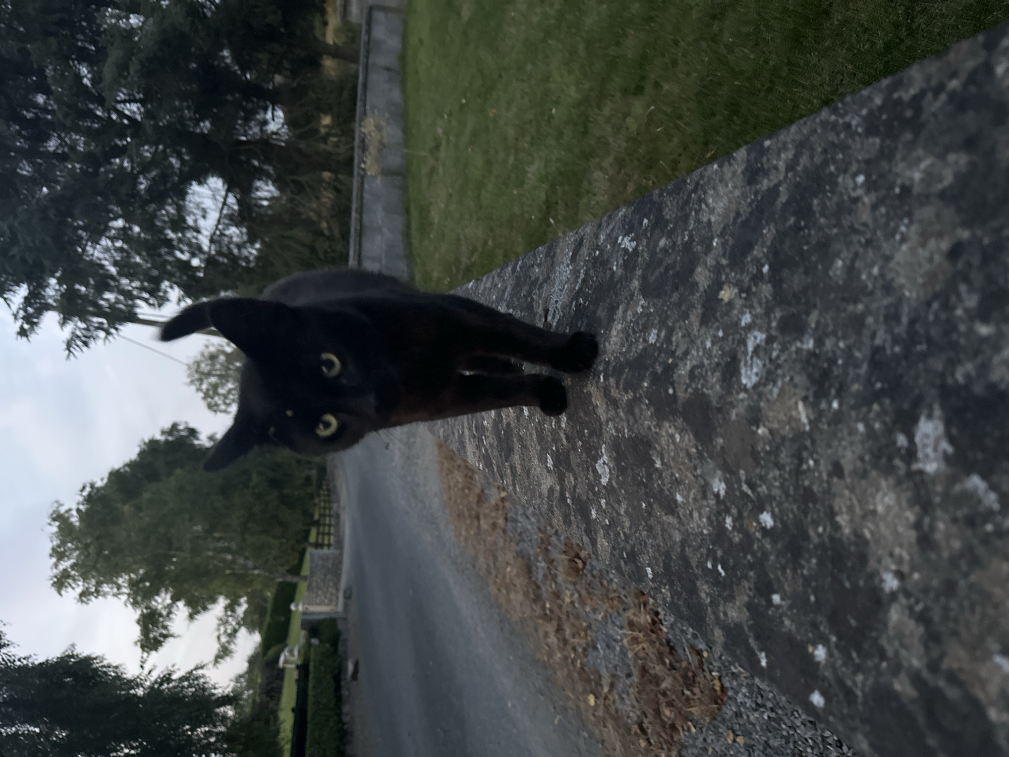 A black cat with yellow eyes walks along a stone wall bordering a paved road. The cat is facing the camera and is the primary subject. The road curves to the left, flanked by dry grass and gravel on the left side and a green grassy lawn on the right. In the background, there are trees and a stone wall. The sky is overcast. The scene appears to be in Moortown, Ireland.