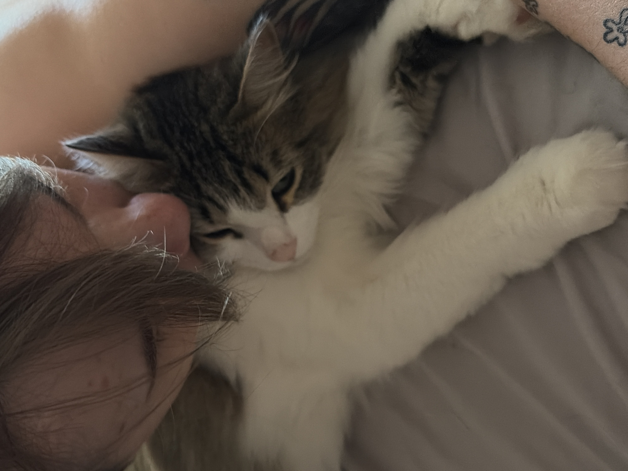 A person is lying down, face close to a cat with brown and white fur. The cat's paw is extended towards the top right corner of the image. The scene is indoors, likely on a bed or couch, given the gray fabric in the background. There is no information to indicate that the photo was taken in Chaikovsky, Russia.