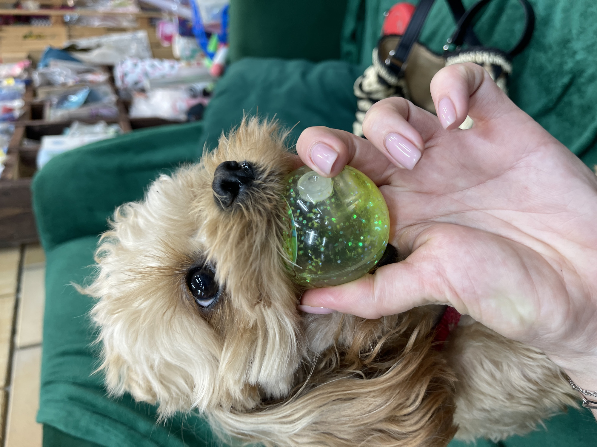 A light brown dog with curly fur is being held by a person's hand. The dog has a green glittery ball in its mouth. The dog is sitting on a green couch. In the background, there are shelves filled with various items. The scene appears to be indoors, possibly in a store or a home. The dog's fur is a light brown color, with darker brown accents around its eyes and nose. The person's hand is holding the ball gently, and their fingernails are painted a light pink color. The background shelves are stocked with what appear to be pet supplies, such as toys and grooming products, suggesting a pet store or a pet-friendly establishment. The lighting is soft and natural, illuminating the dog and the person's hand clearly. The overall impression is one of a playful and relaxed moment between a pet and its owner. The location is not discernible from the image itself.