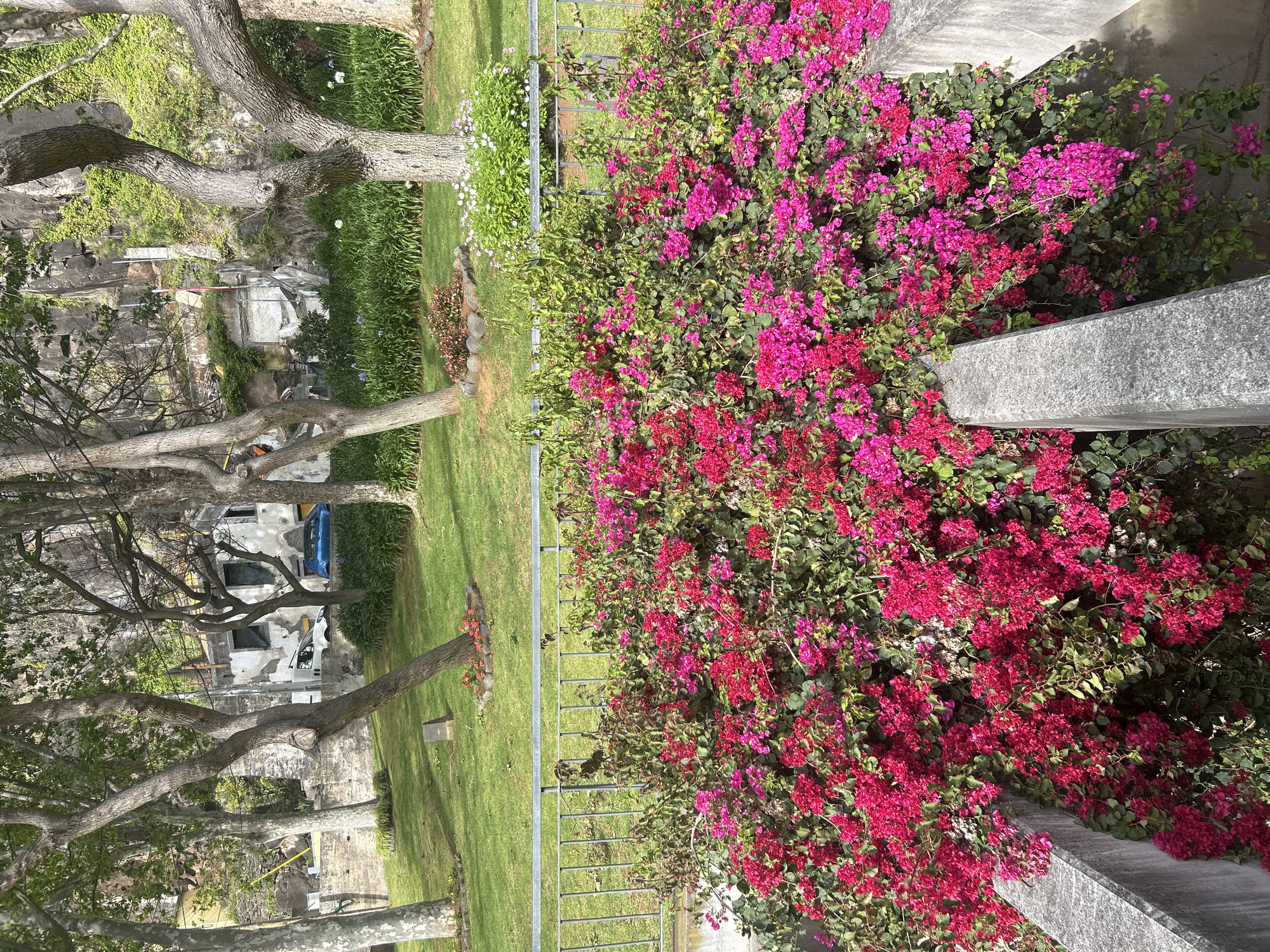 This is an outdoor shot taken in Câmara de Lobos, Portugal. The scene is a garden area with a vibrant pink and red bougainvillea bush prominently displayed in the foreground, growing against a concrete structure. Adjacent to the bougainvillea is a metal fence bordering a grassy area, extending to the left of the frame. Trees with bare branches, some partially obstructed, line the left side of the grassy lawn. Further in the background, architectural structures including buildings and what appear to be tombstones or monuments can be seen, adding depth to the setting. A vehicle, either a car or van, is also visible between the trees and structures. The overall environment is one of a well-maintained garden with a combination of natural and constructed elements.
