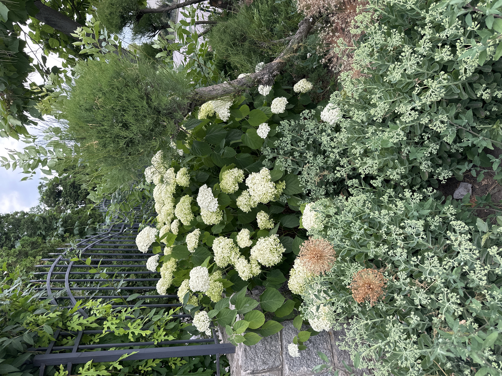 A low-angle, outdoor, medium shot captures a lush garden scene on an overcast day. In the foreground, a dense cluster of silvery-green succulent plants, some with delicate white flower buds, fills the lower half of the frame. Two large, spherical, dried seed heads of a different plant, a rusty brown color, are prominently displayed among the succulents. Behind this, a large mound of white hydrangeas blooms profusely, their large, pom-pom-like flower heads contrasting with their dark green foliage. To the left, a weathered gray stone wall, topped with a dark metal fence, acts as a backdrop. Green ivy climbs the fence, and the tops of tall evergreen trees are visible behind the garden. To the right, a slender, artfully twisted tree trunk rises, supporting branches with fine, needle-like green foliage.